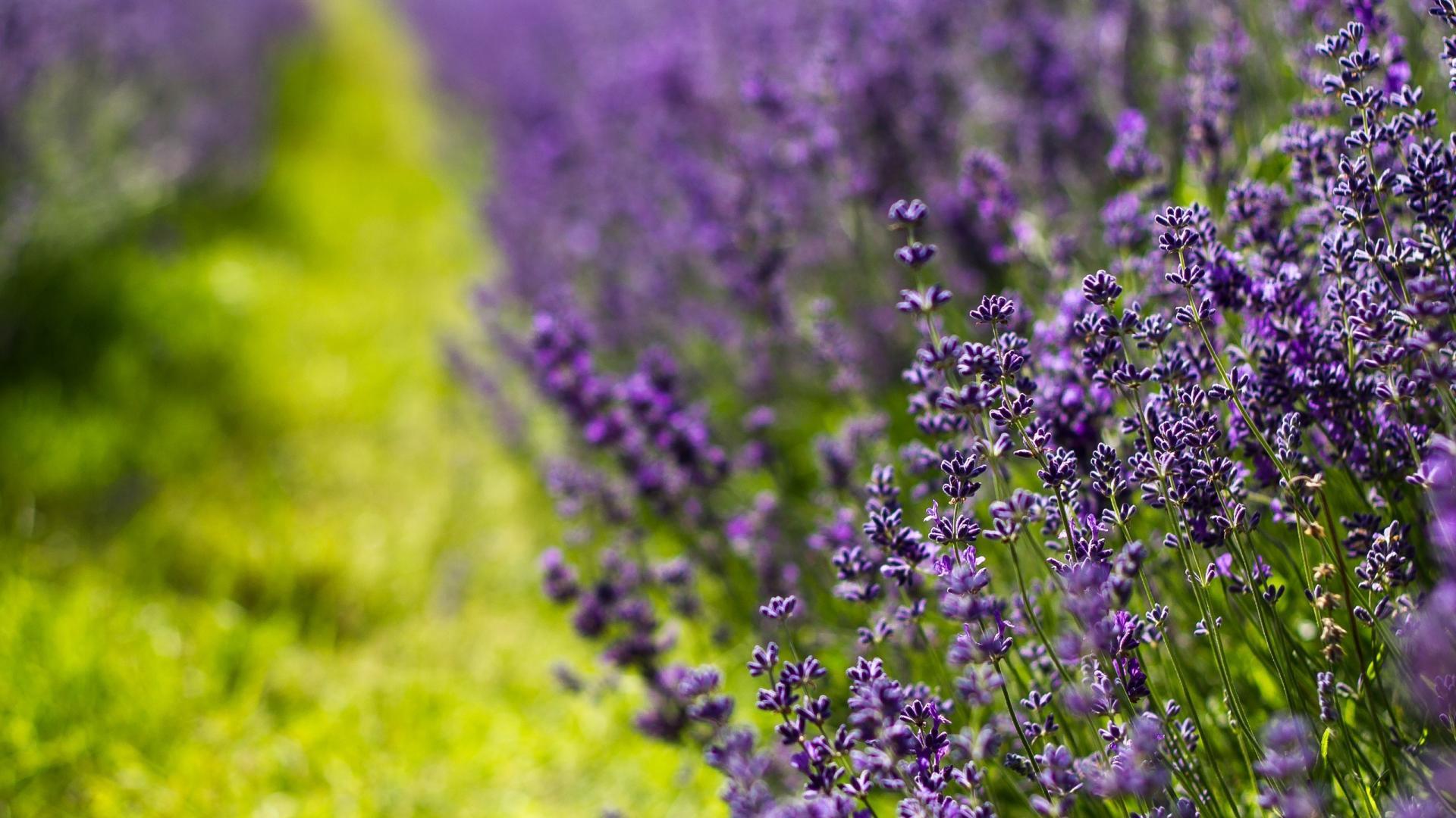 English Lavender Wallpapers Wallpaper Cave