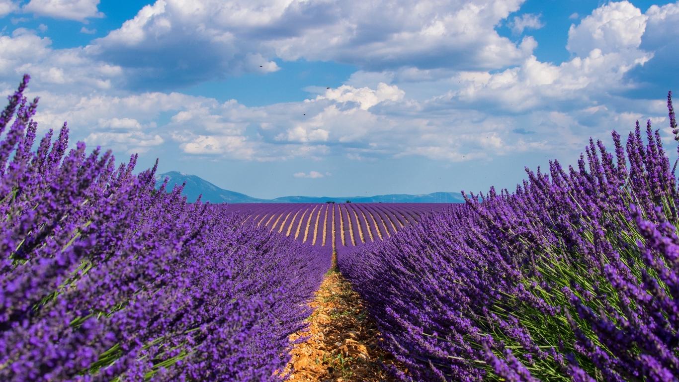 English Lavender Wallpapers Wallpaper Cave