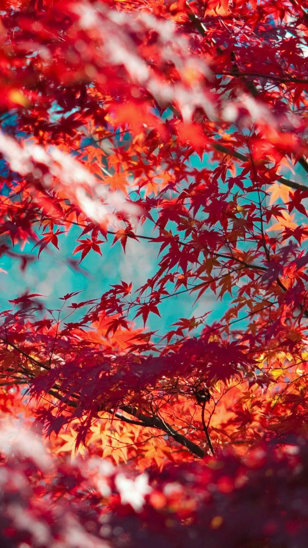 Red Tree Leaves Anime Wallpapers Wallpaper Cave