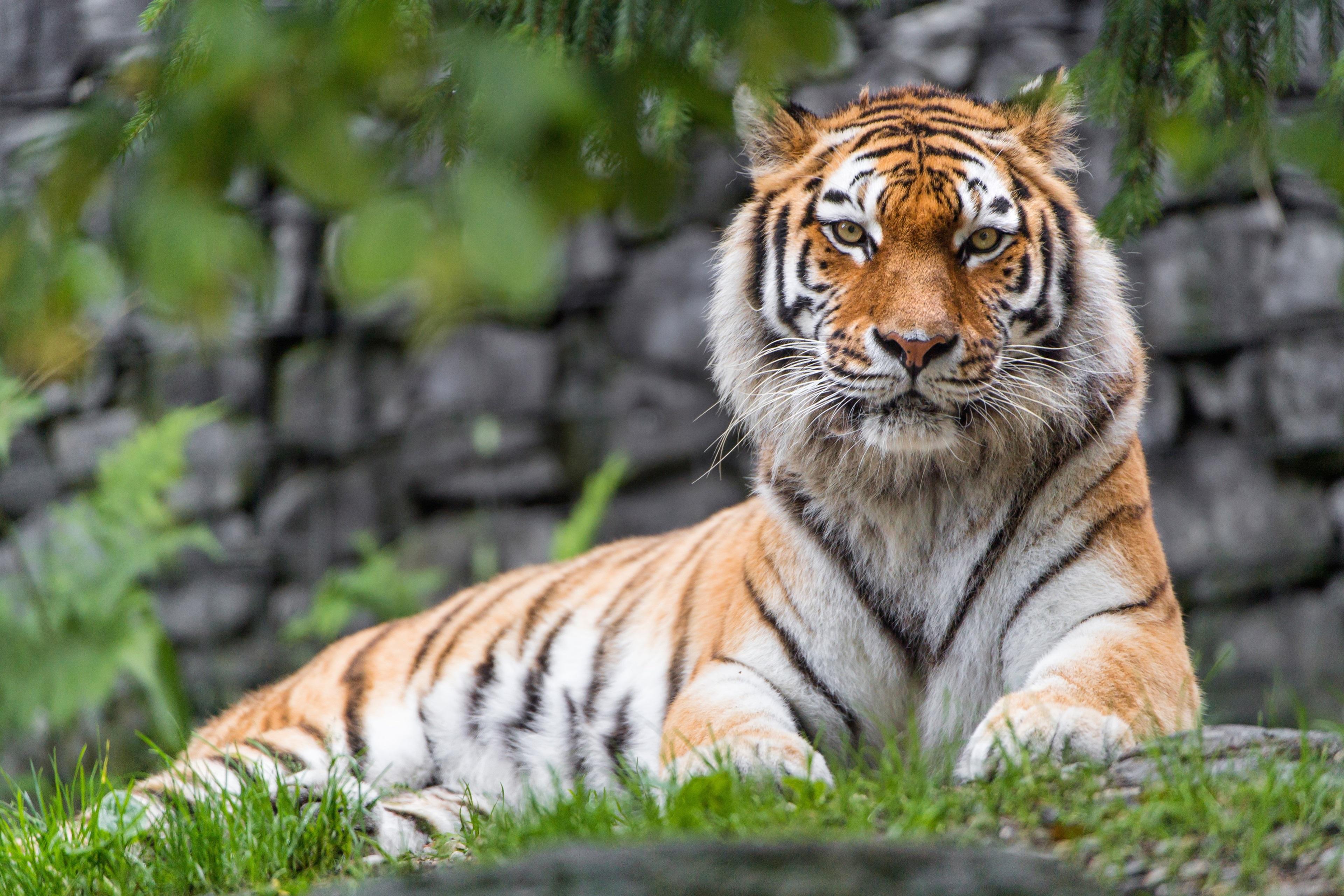 Siberian Tiger 4K Wallpapers Wallpaper Cave