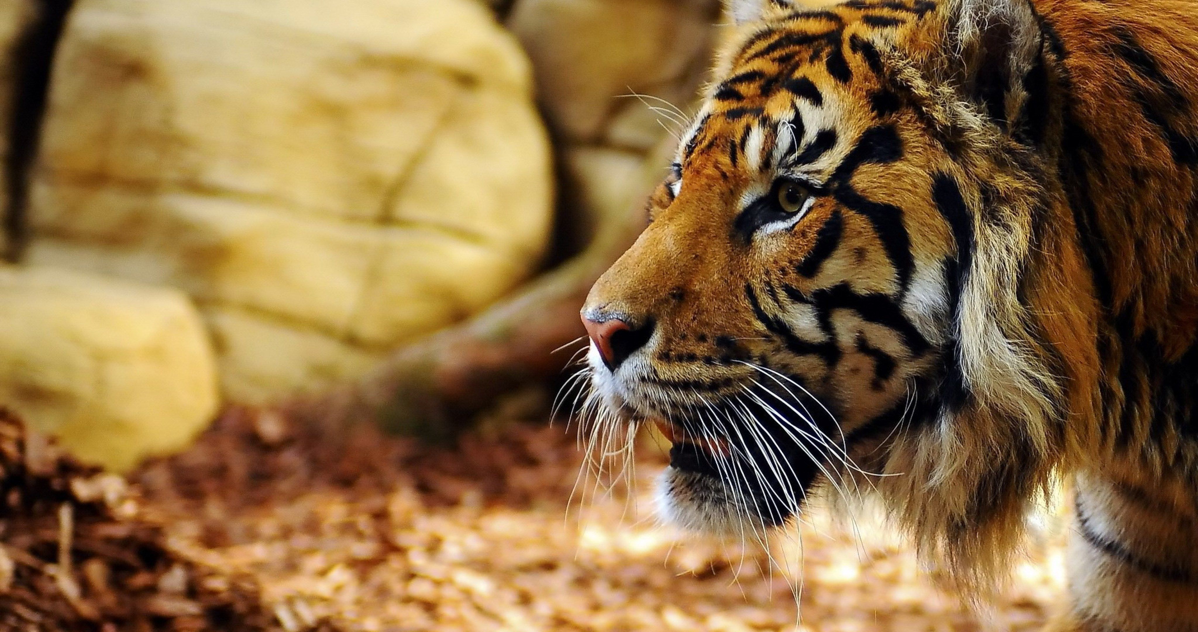 Siberian Tiger 4K Wallpapers Wallpaper Cave