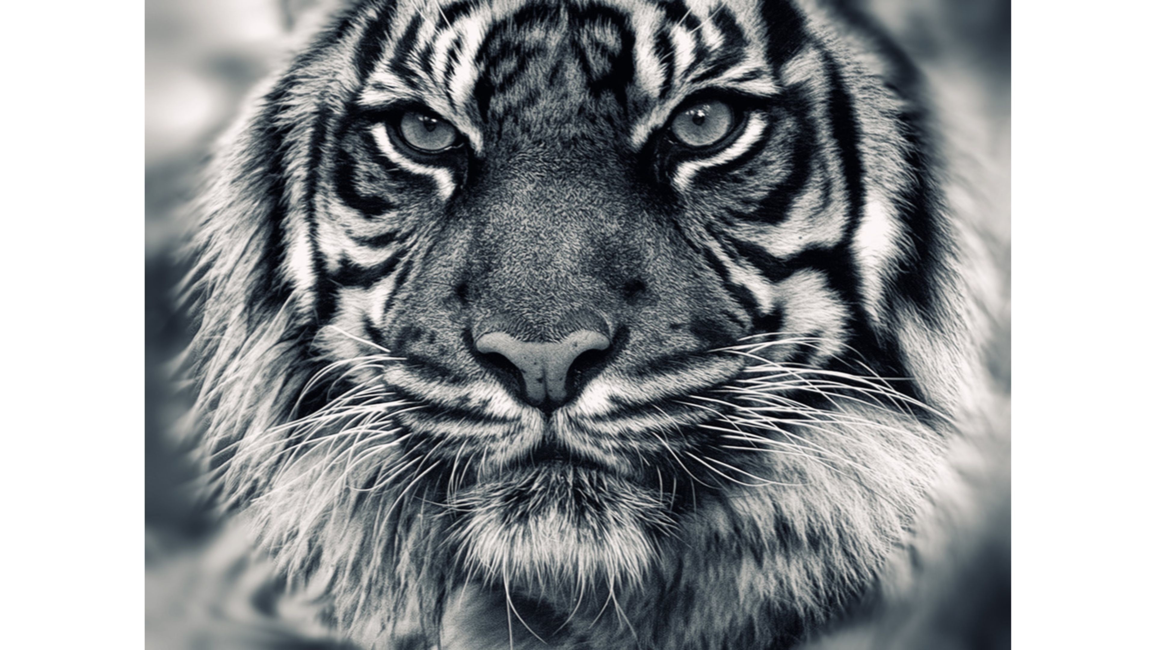 Siberian White Tiger 4k Wallpapers Wallpaper Cave