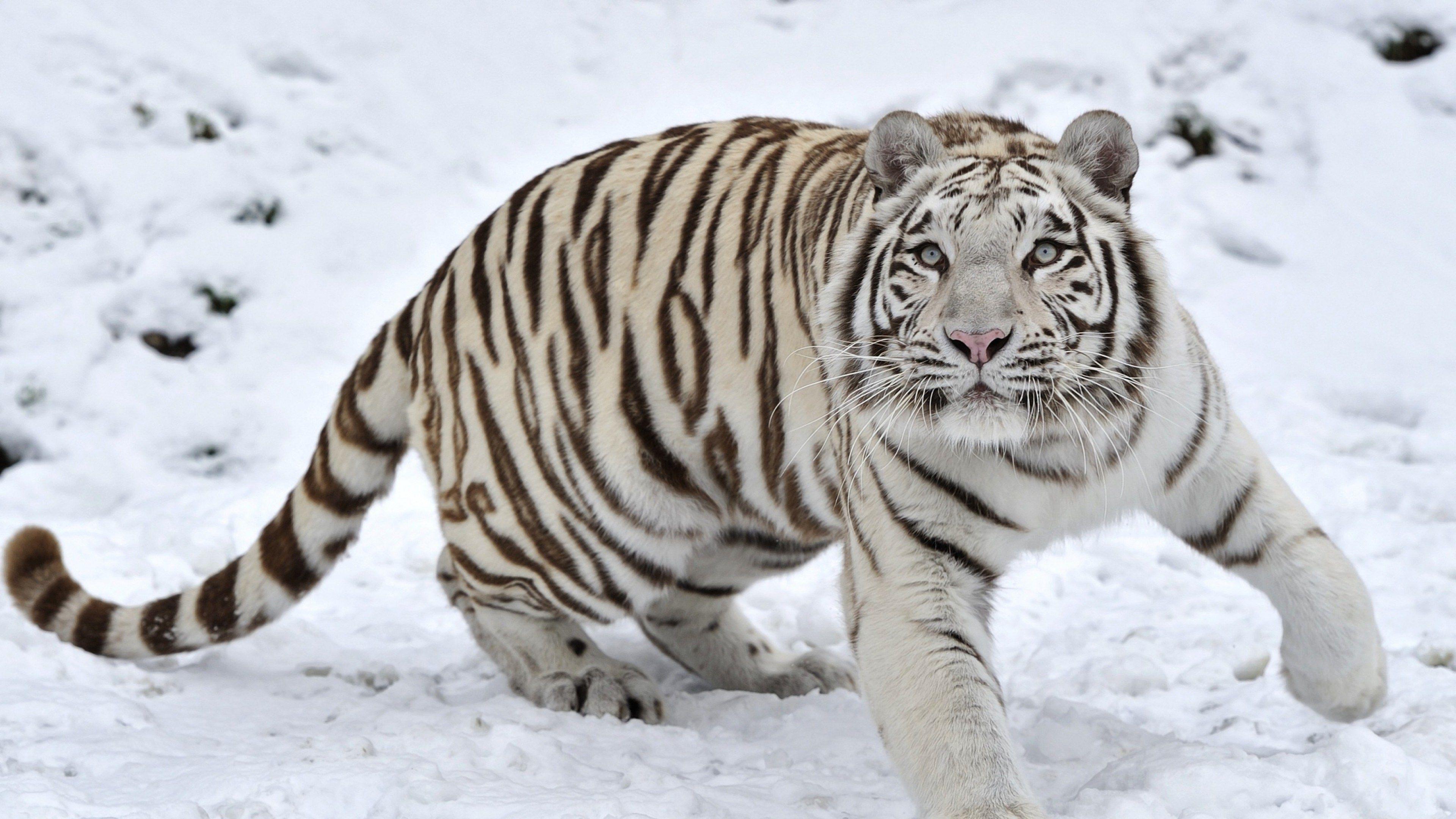 Siberian White Tiger 4k Wallpapers Wallpaper Cave