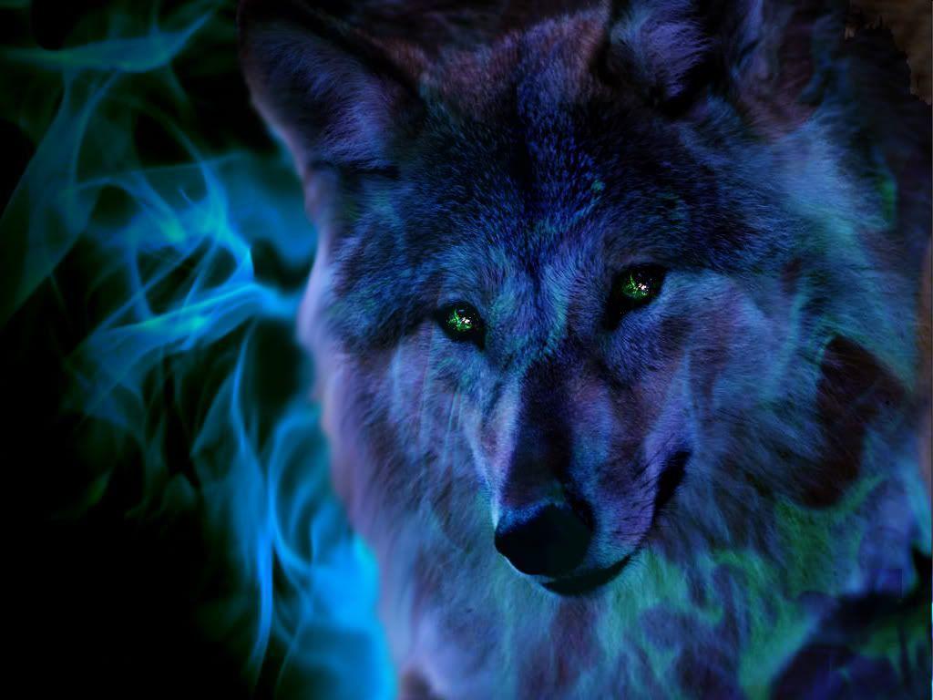 Red Wolf Desktop Wallpapers Wallpaper Cave