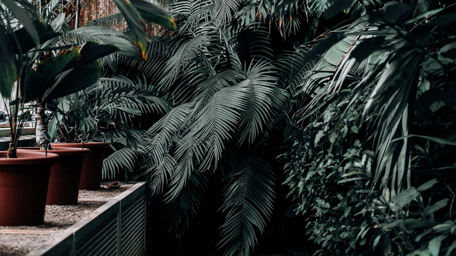 Greenhouse Wallpapers Wallpaper Cave