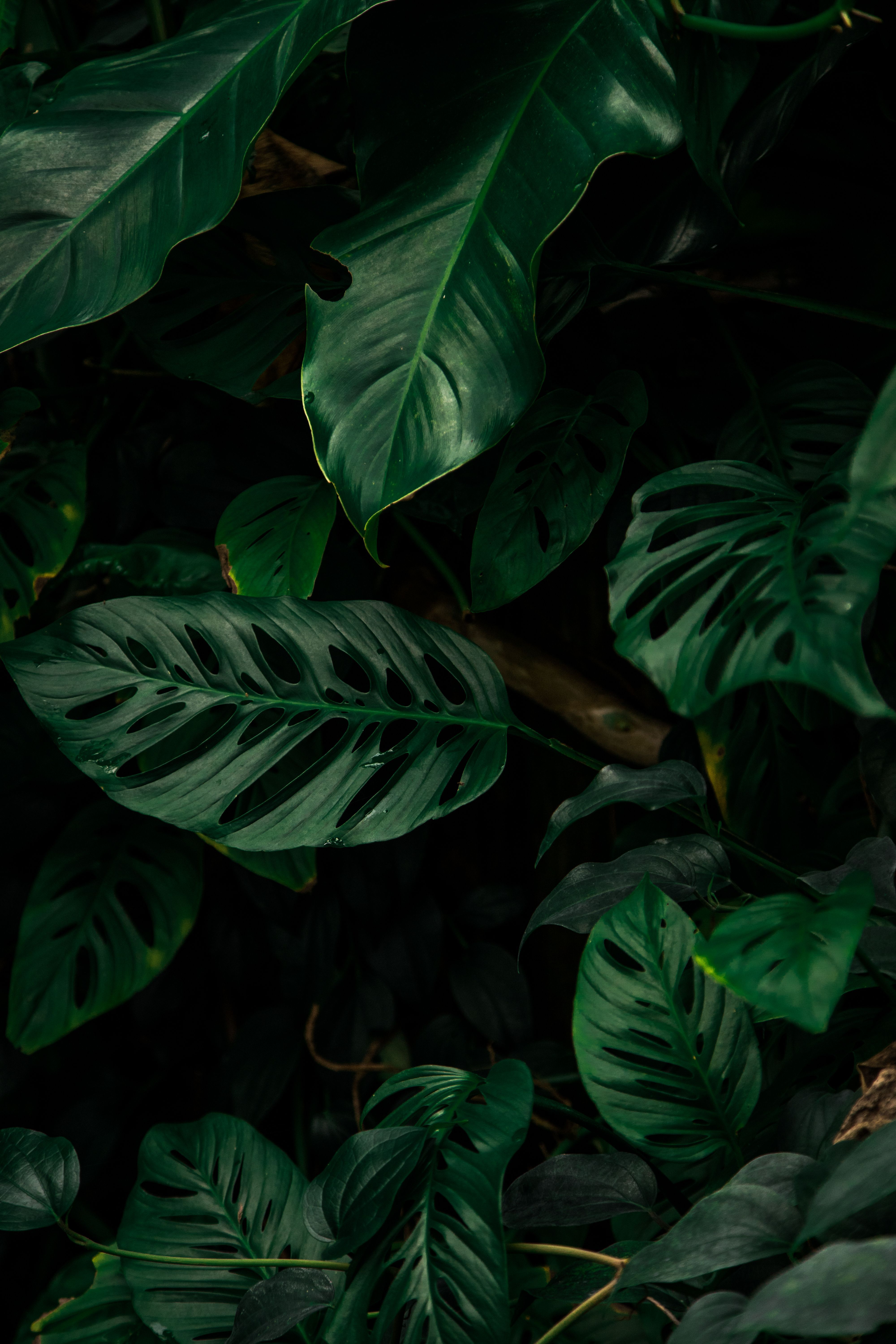 Monstera Deliciosa Wallpapers Wallpaper Cave