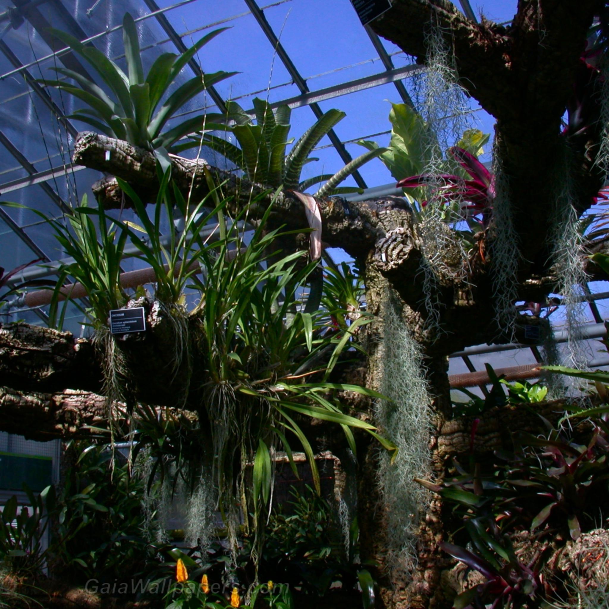 Greenhouse Wallpapers Wallpaper Cave