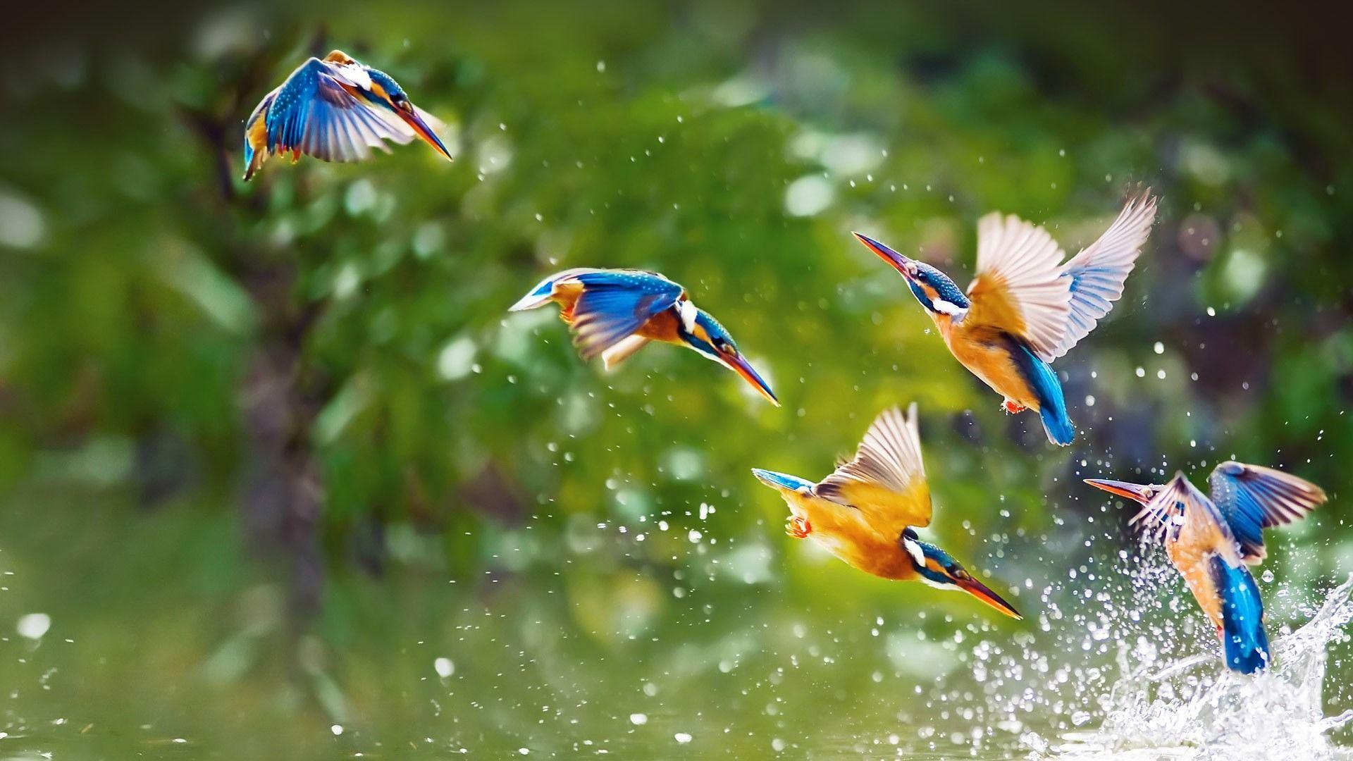 Bird In Flight Wallpapers Wallpaper Cave