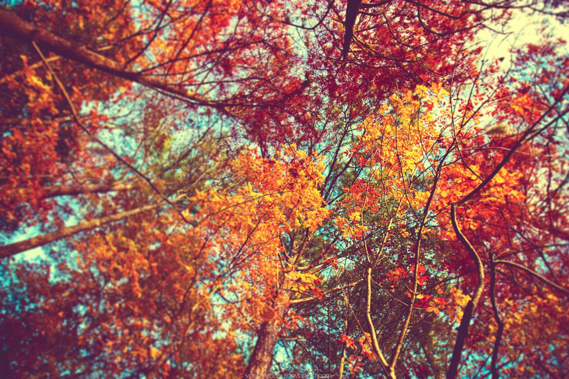 Autumn Leaves Wallpaper Tumblr