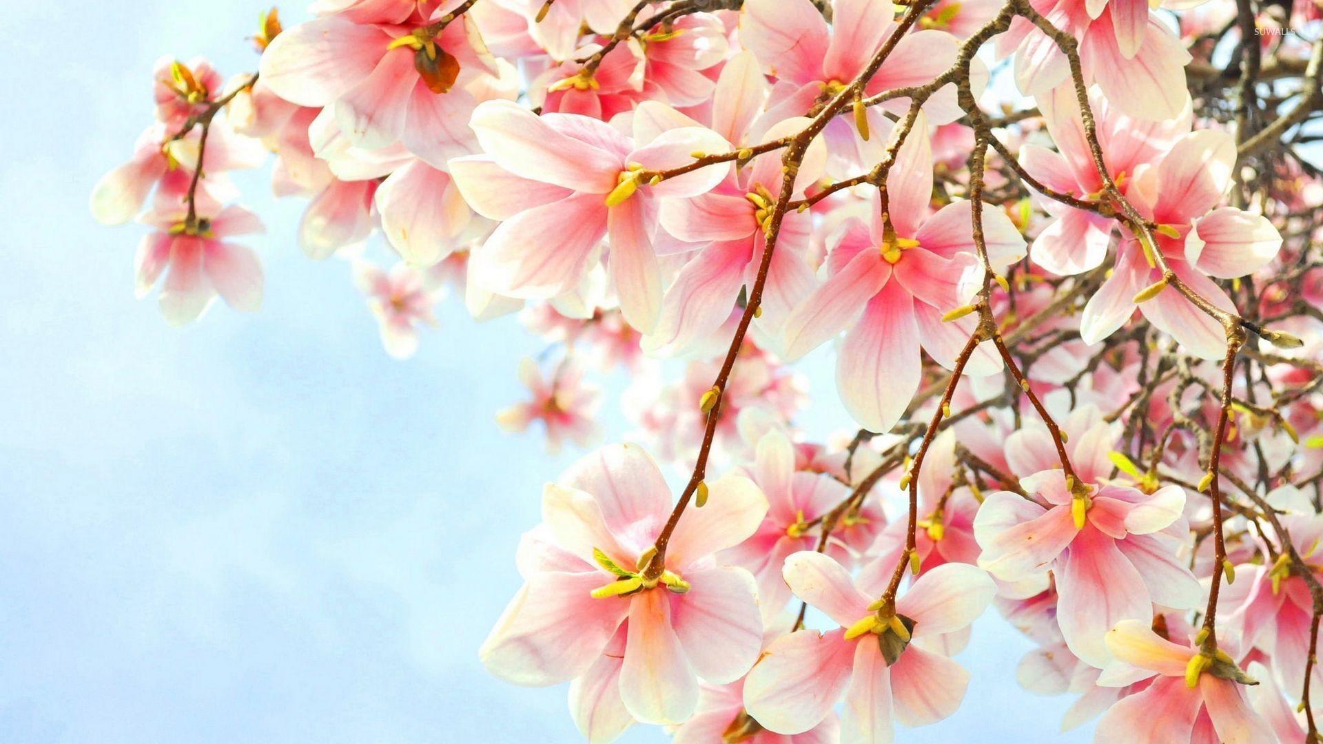 Magnolia Spring Wallpapers Wallpaper Cave