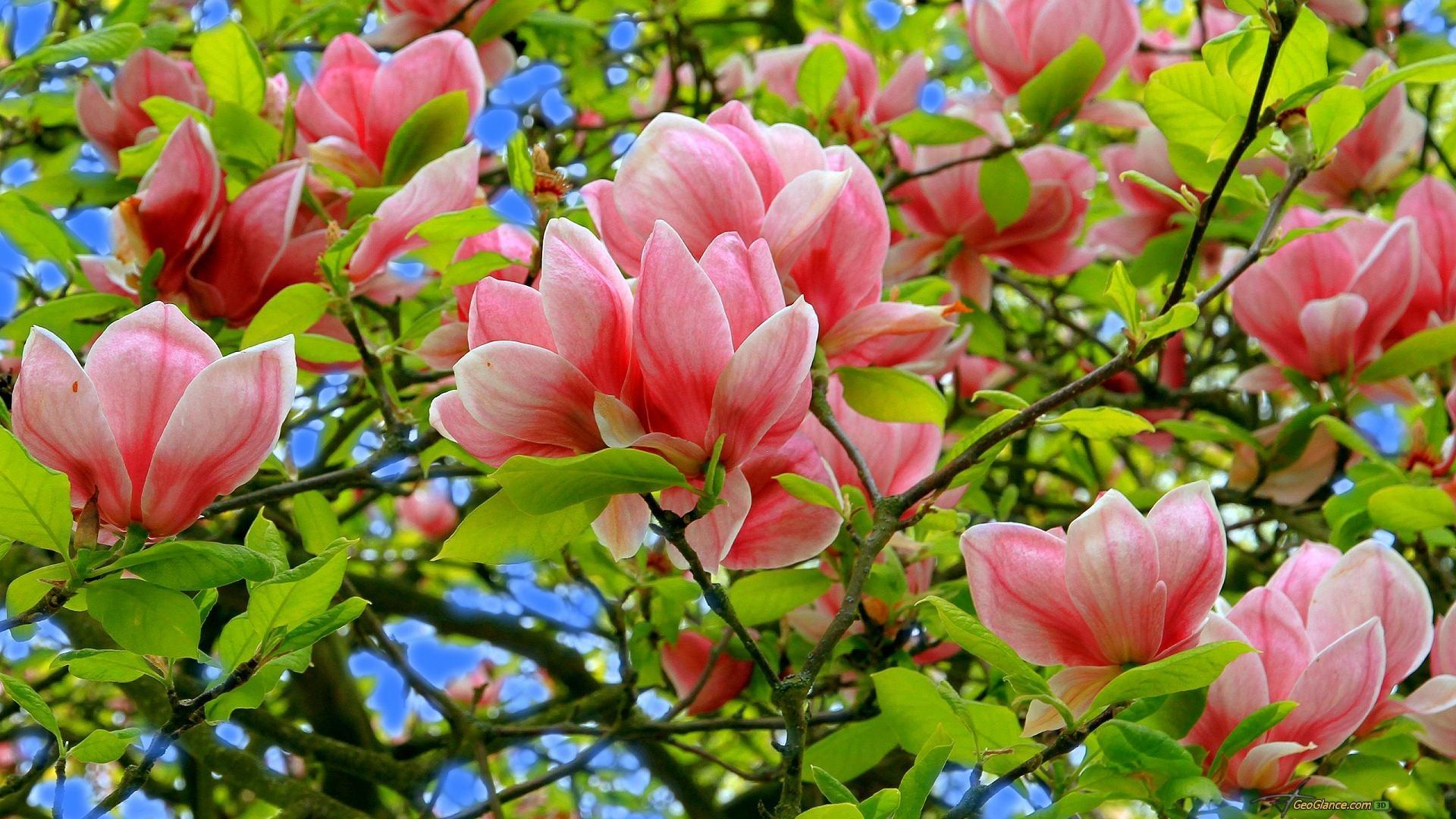 Magnolia Spring Wallpapers Wallpaper Cave