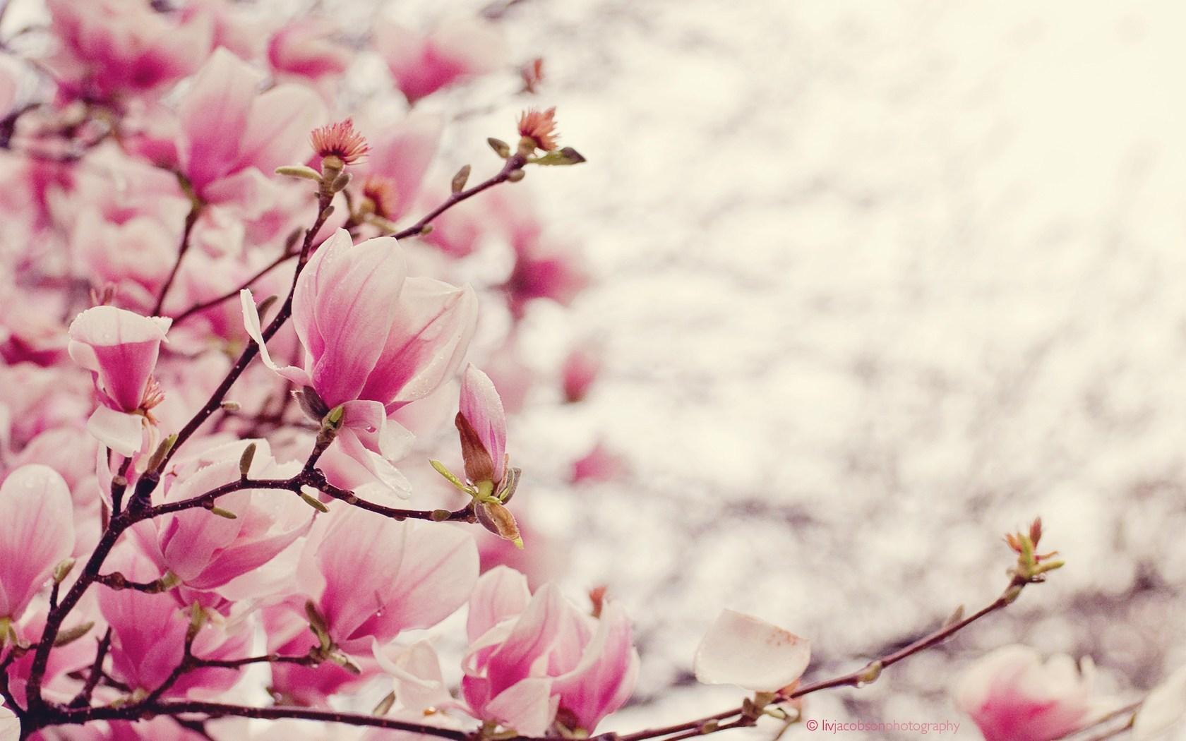 Magnolia Spring Wallpapers Wallpaper Cave