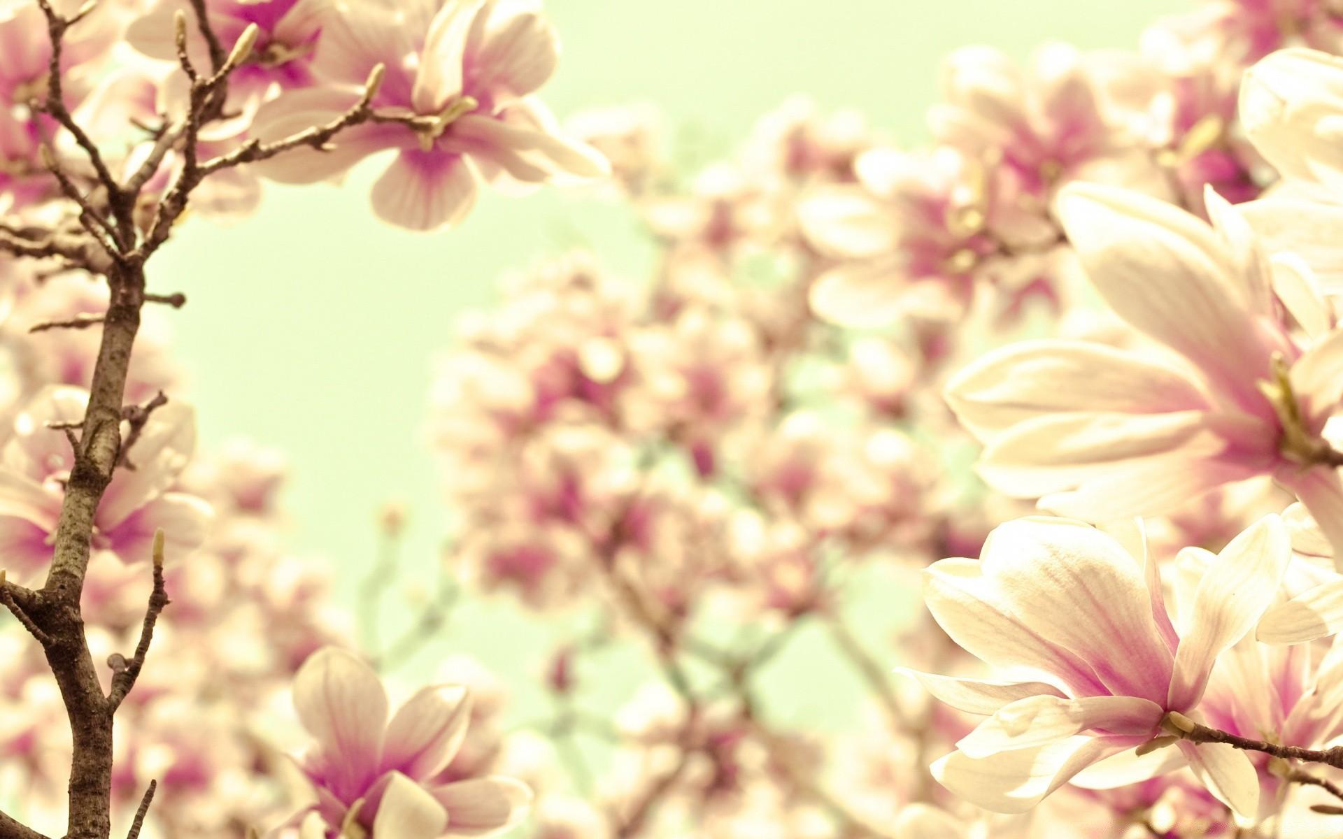 Magnolia Spring Wallpapers Wallpaper Cave