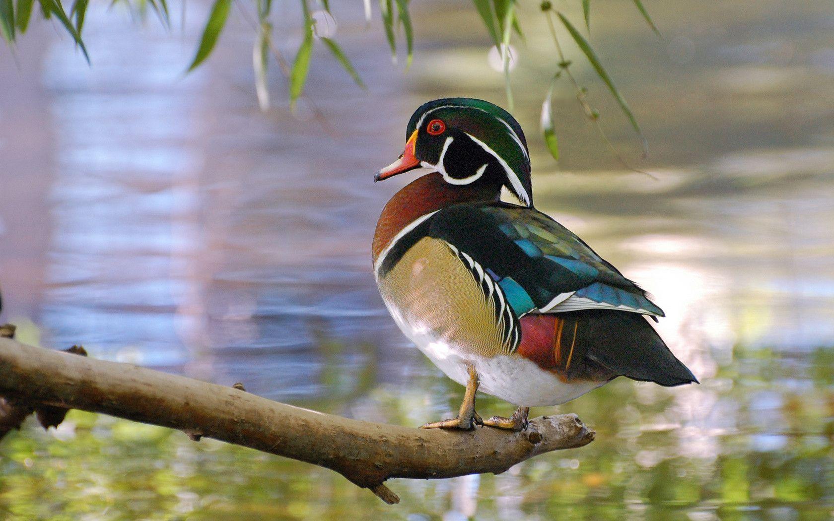 Wood Duck Wallpapers Wallpaper Cave