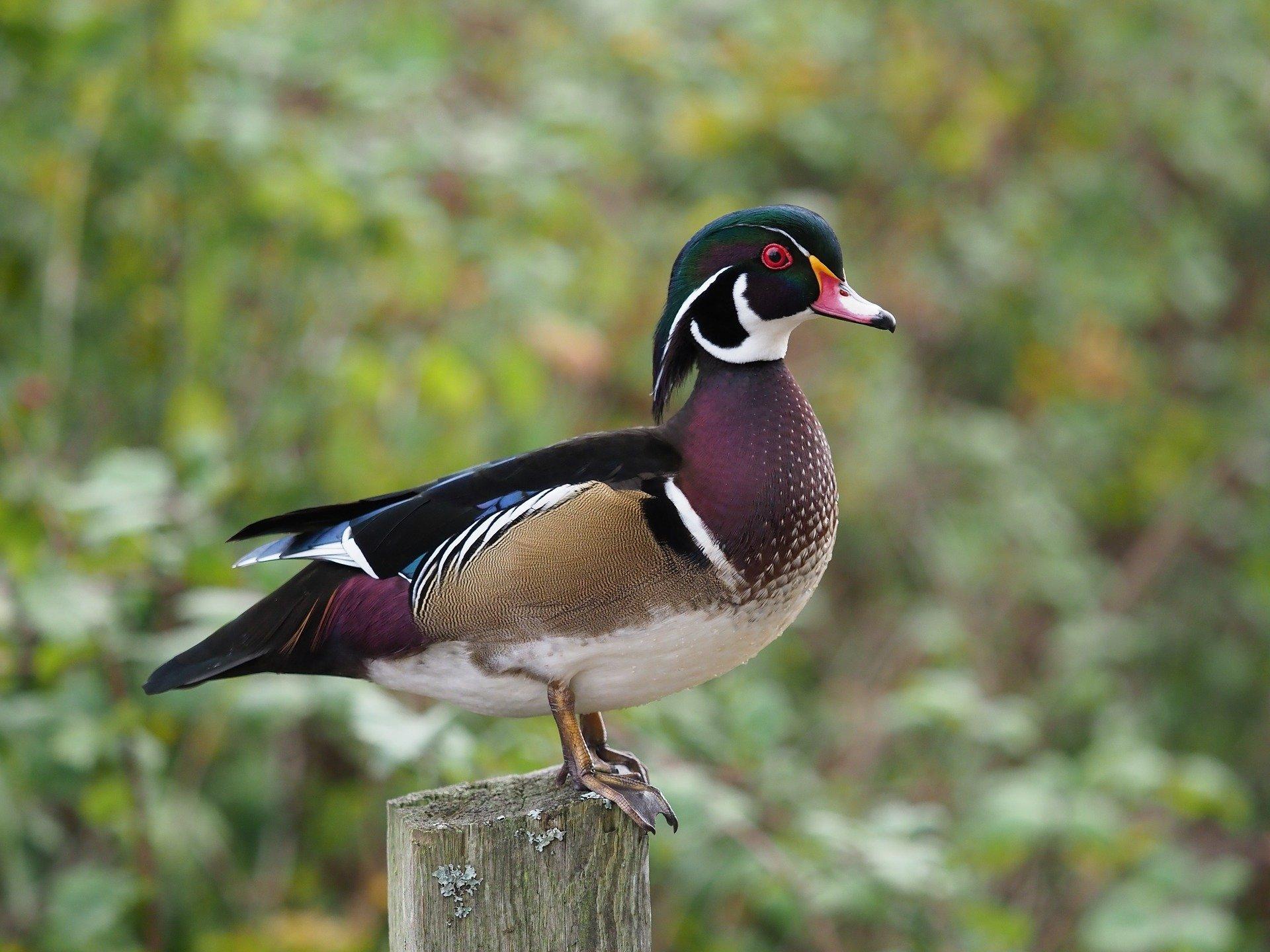 Wood Duck Wallpapers Wallpaper Cave