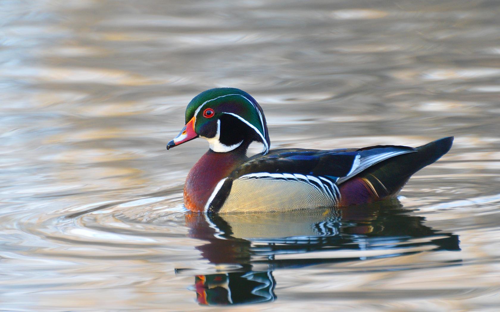 Wood Duck Wallpapers Wallpaper Cave