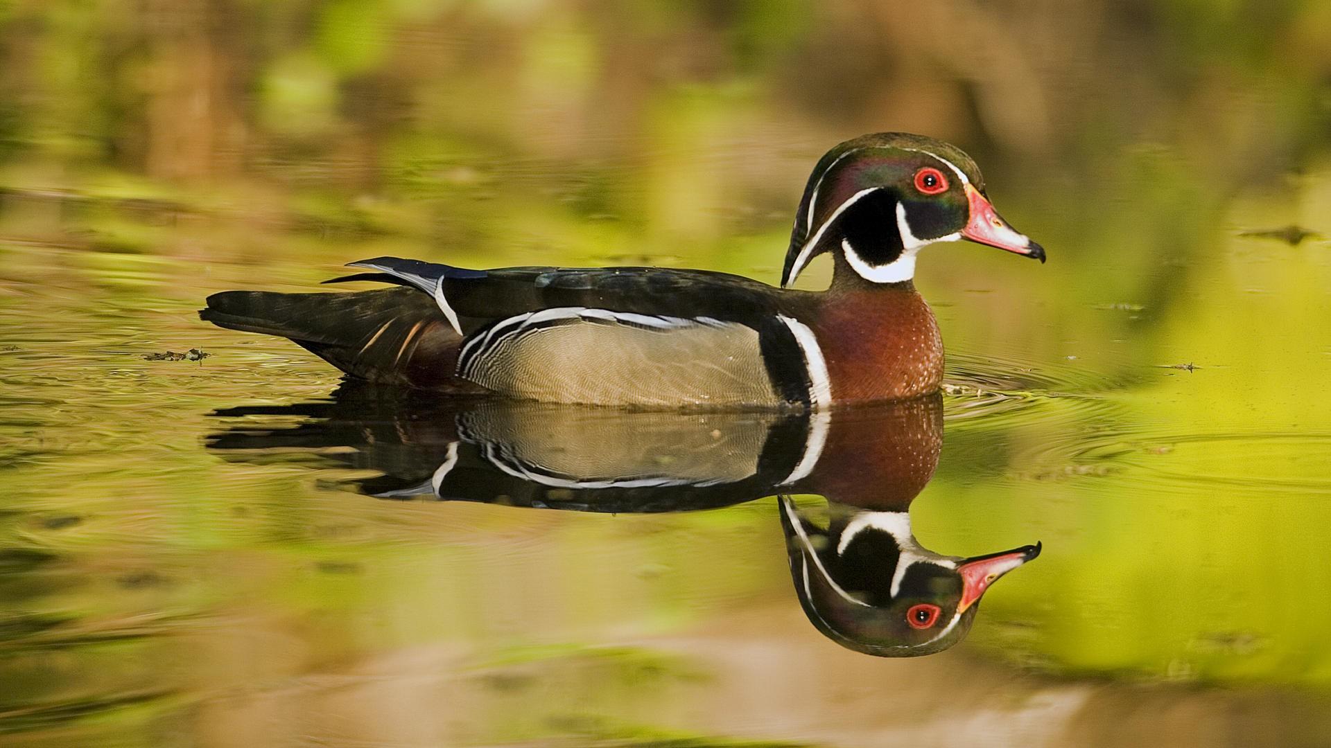Wood Duck Wallpapers Wallpaper Cave