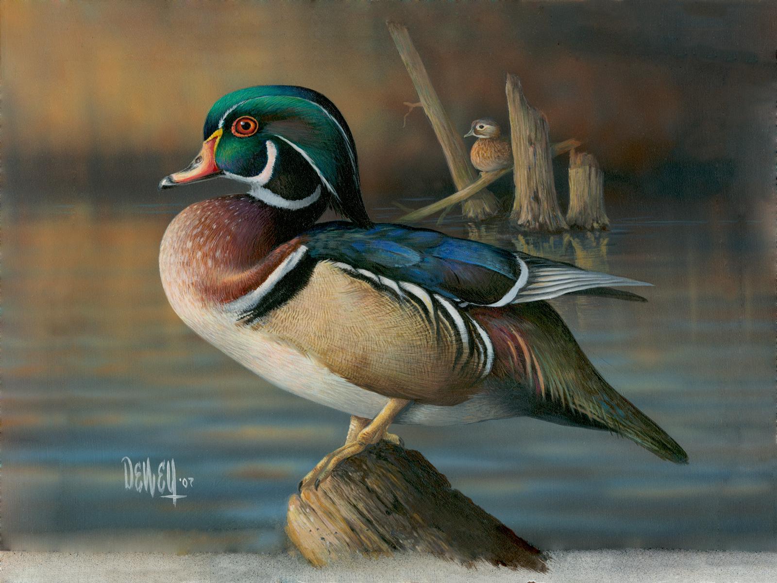 Wood Duck Wallpapers Wallpaper Cave