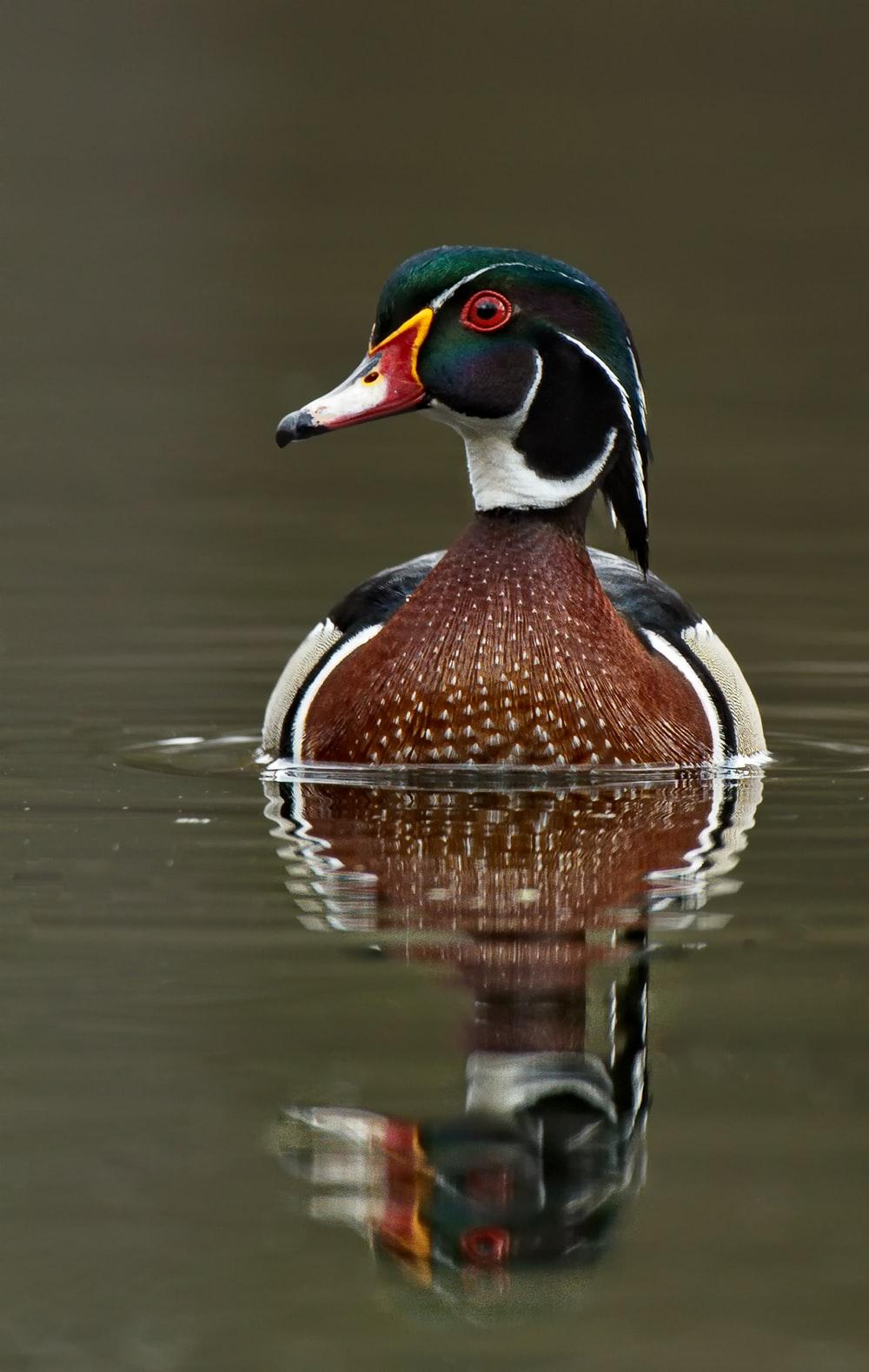 Wood Duck Wallpapers Wallpaper Cave