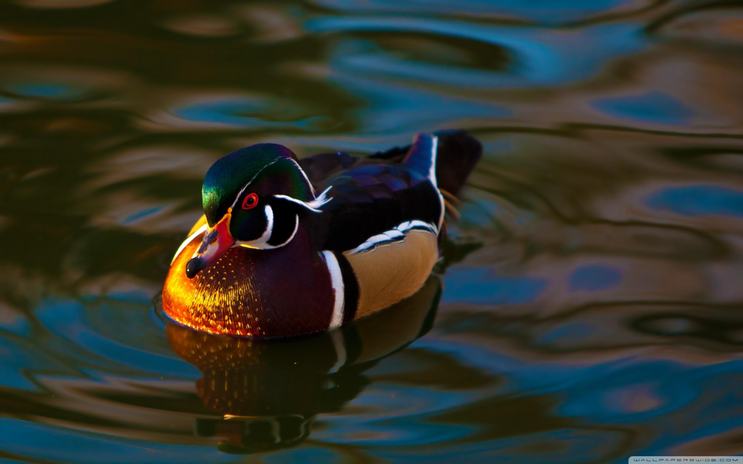 Wood Duck Wallpapers Wallpaper Cave
