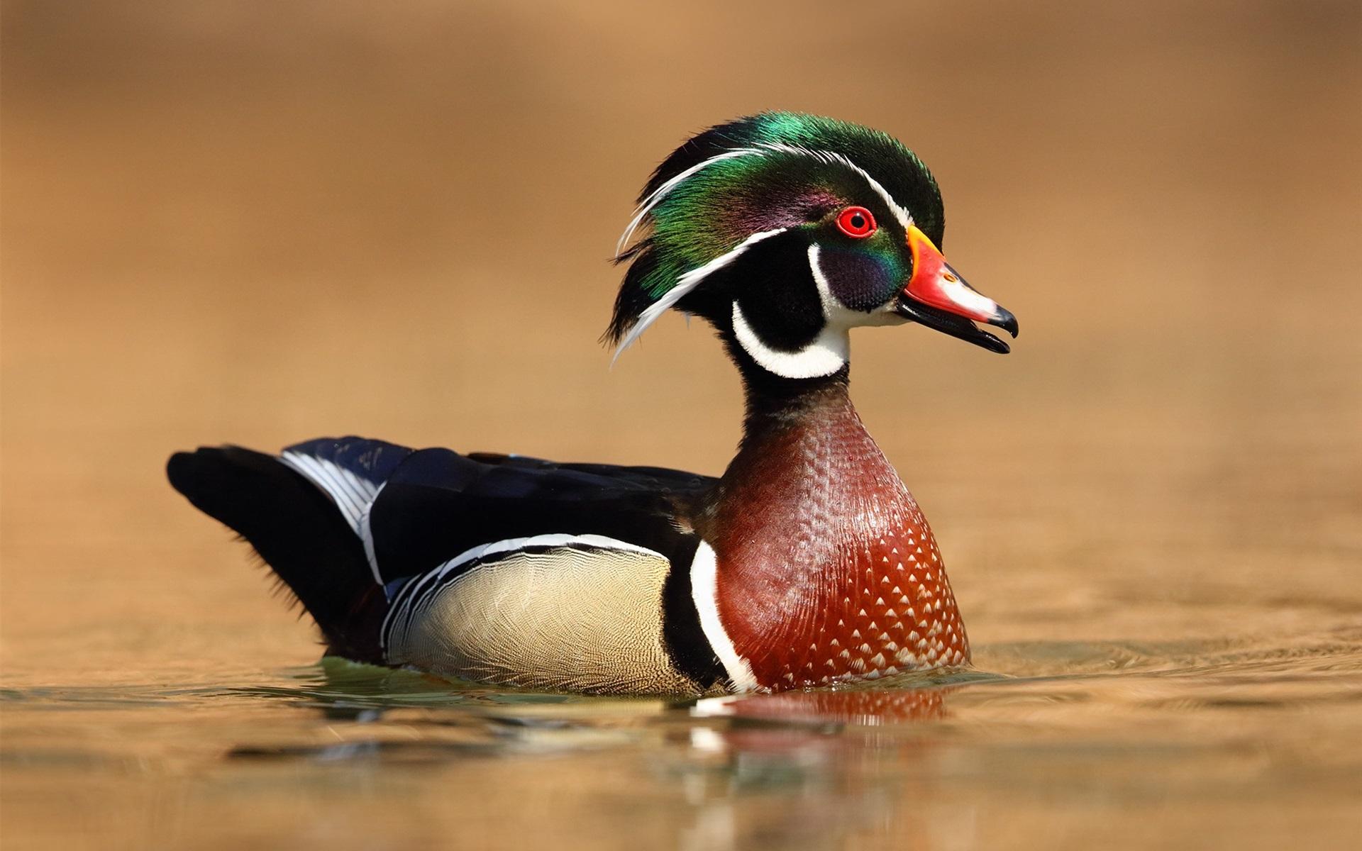 Wood Duck Wallpapers Wallpaper Cave
