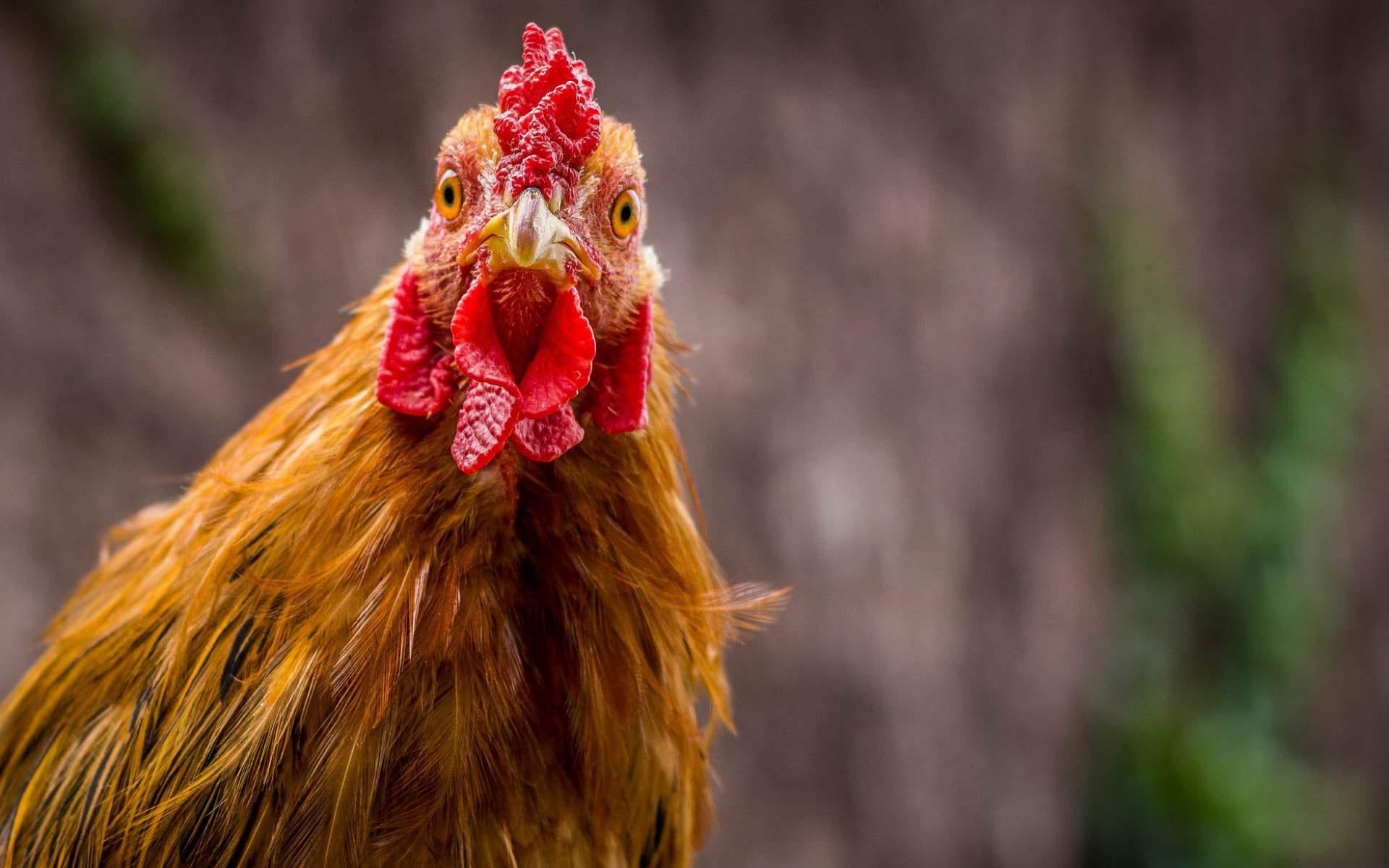 Poultry Wallpapers Wallpaper Cave