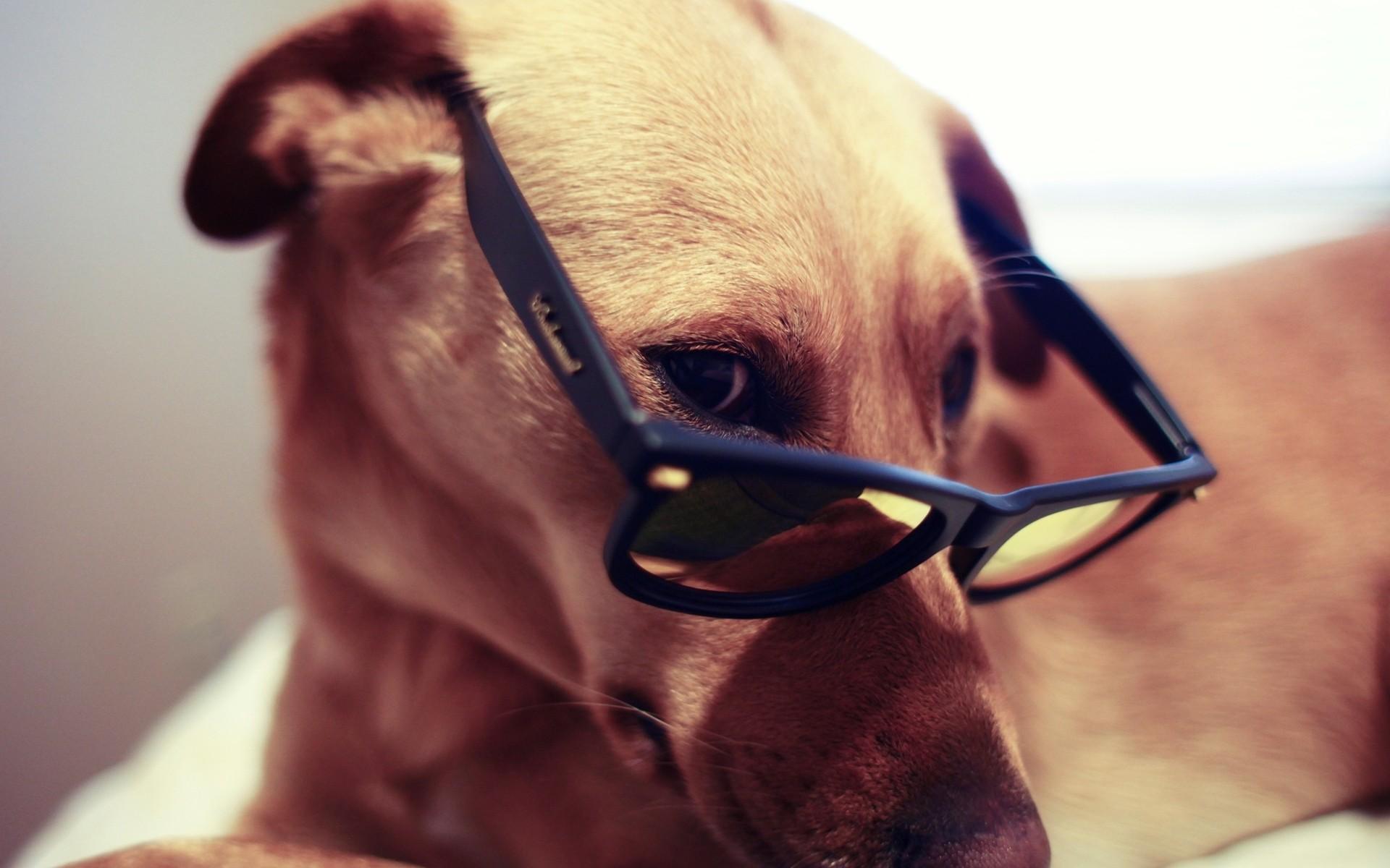 Dog Sunglasses Wallpapers Wallpaper Cave