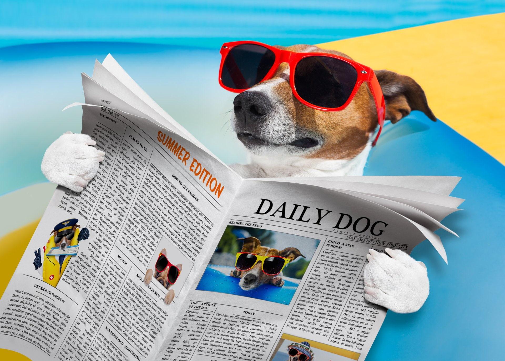 Dog Sunglasses Wallpapers Wallpaper Cave