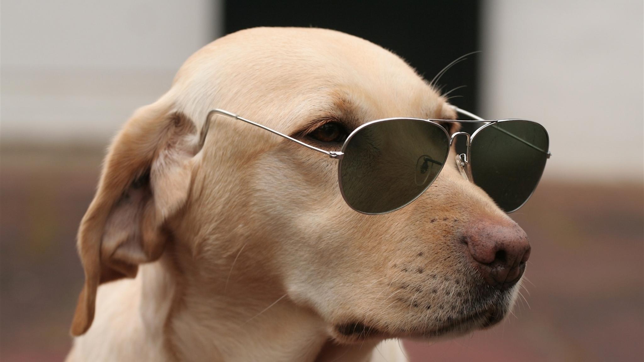 Dog Sunglasses Wallpapers Wallpaper Cave