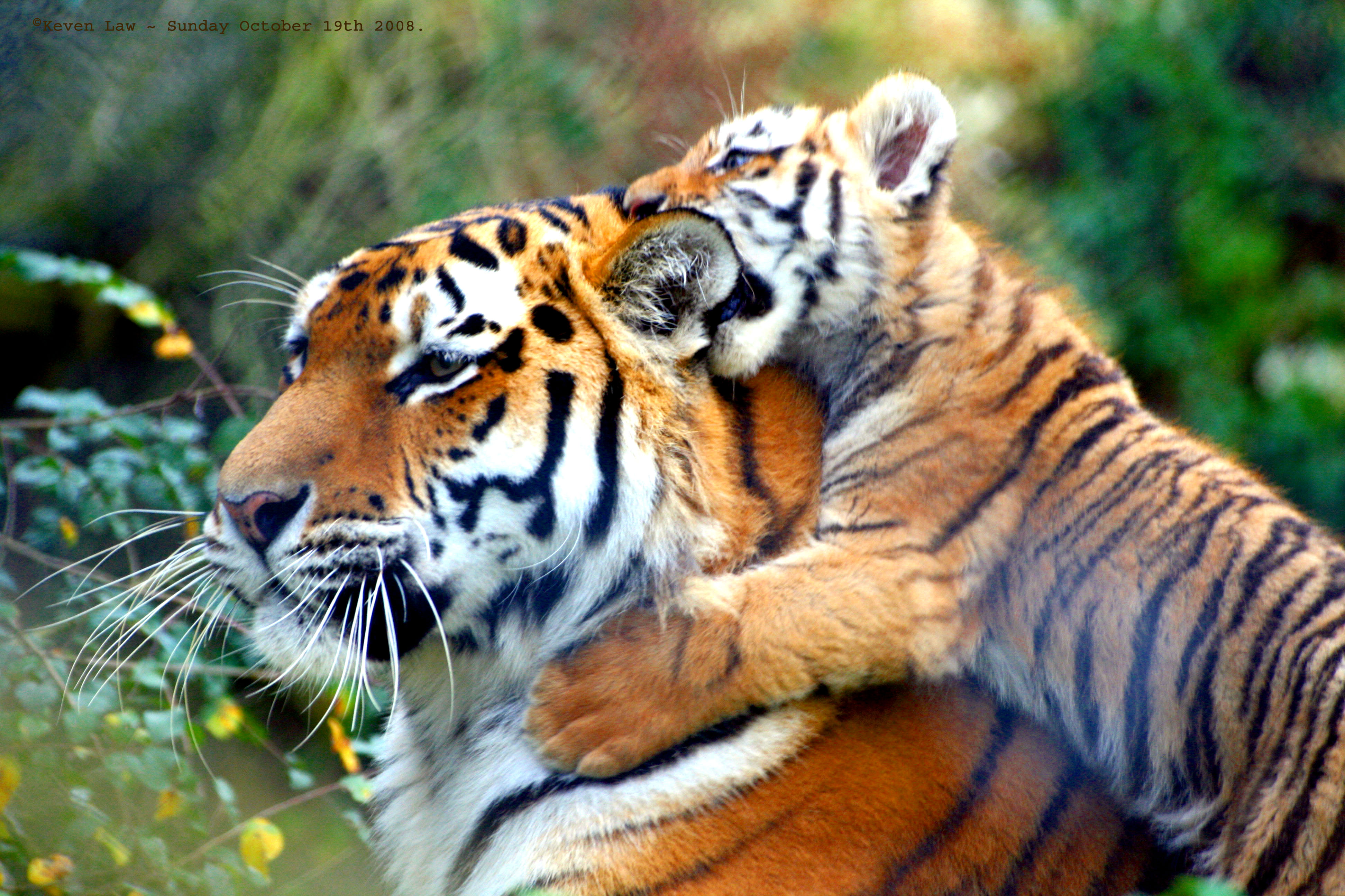 Tiger Family Wallpapers Wallpaper Cave