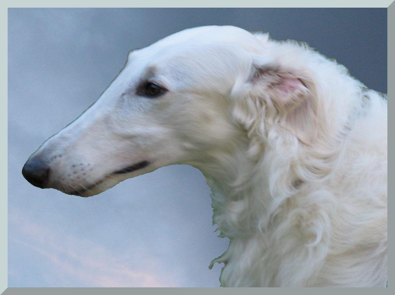 Borzoi Wallpapers Wallpaper Cave