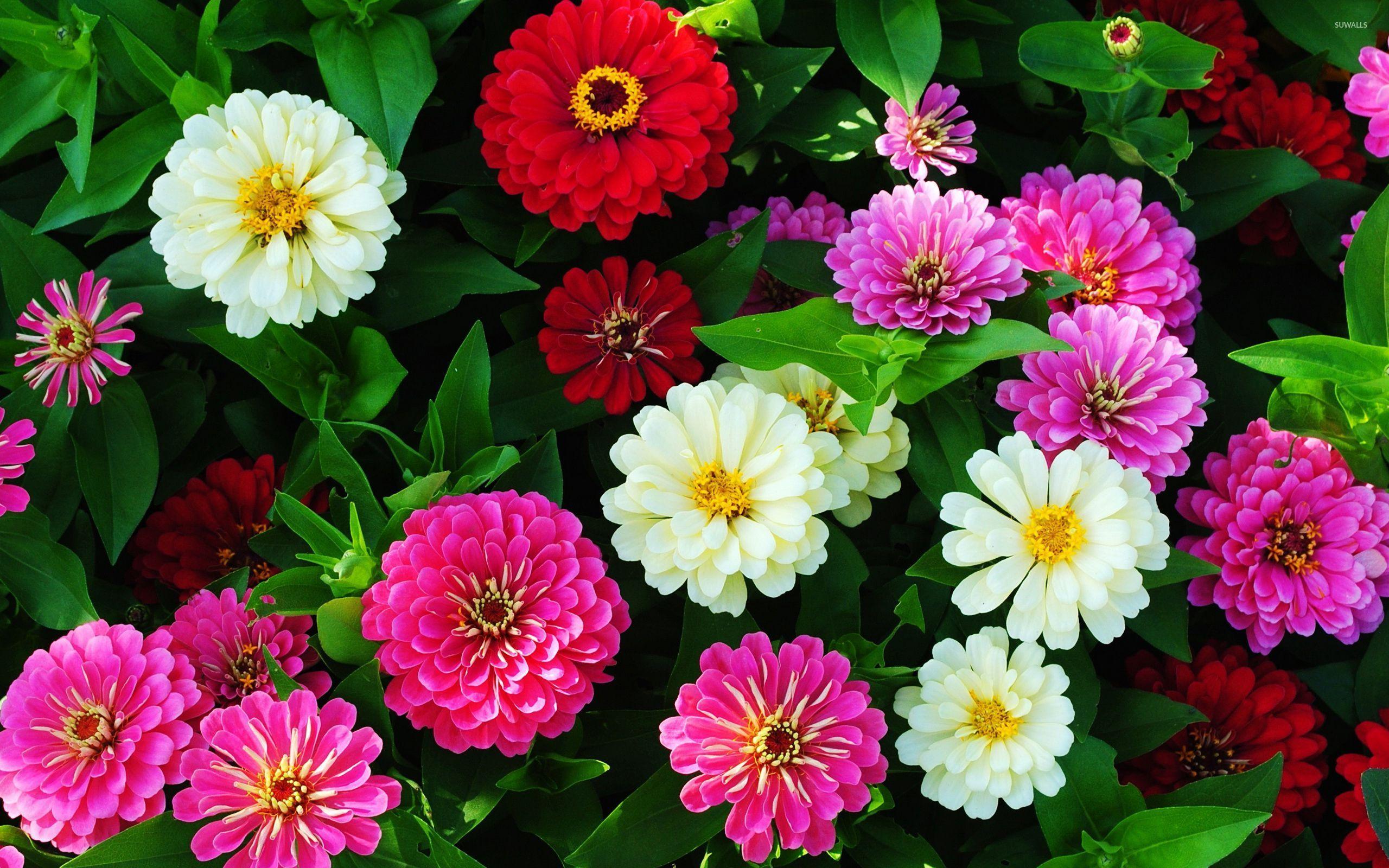 Zinnia Wallpapers Wallpaper Cave