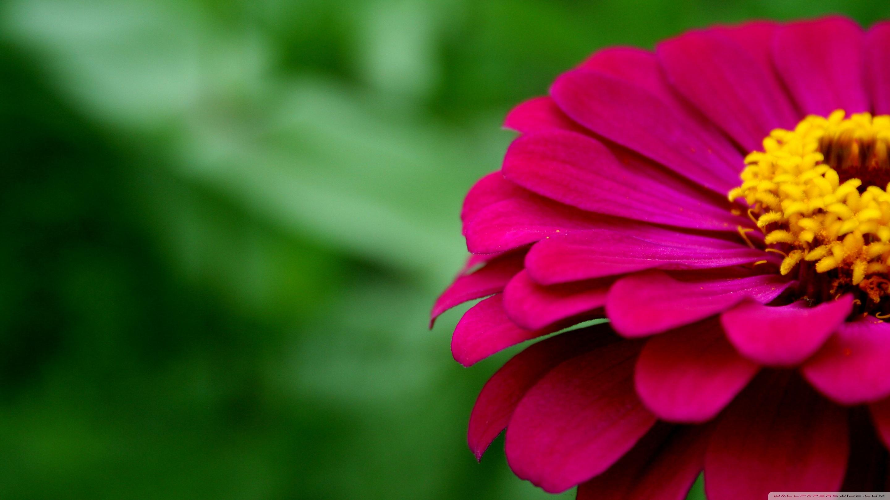 Zinnia Wallpapers Wallpaper Cave