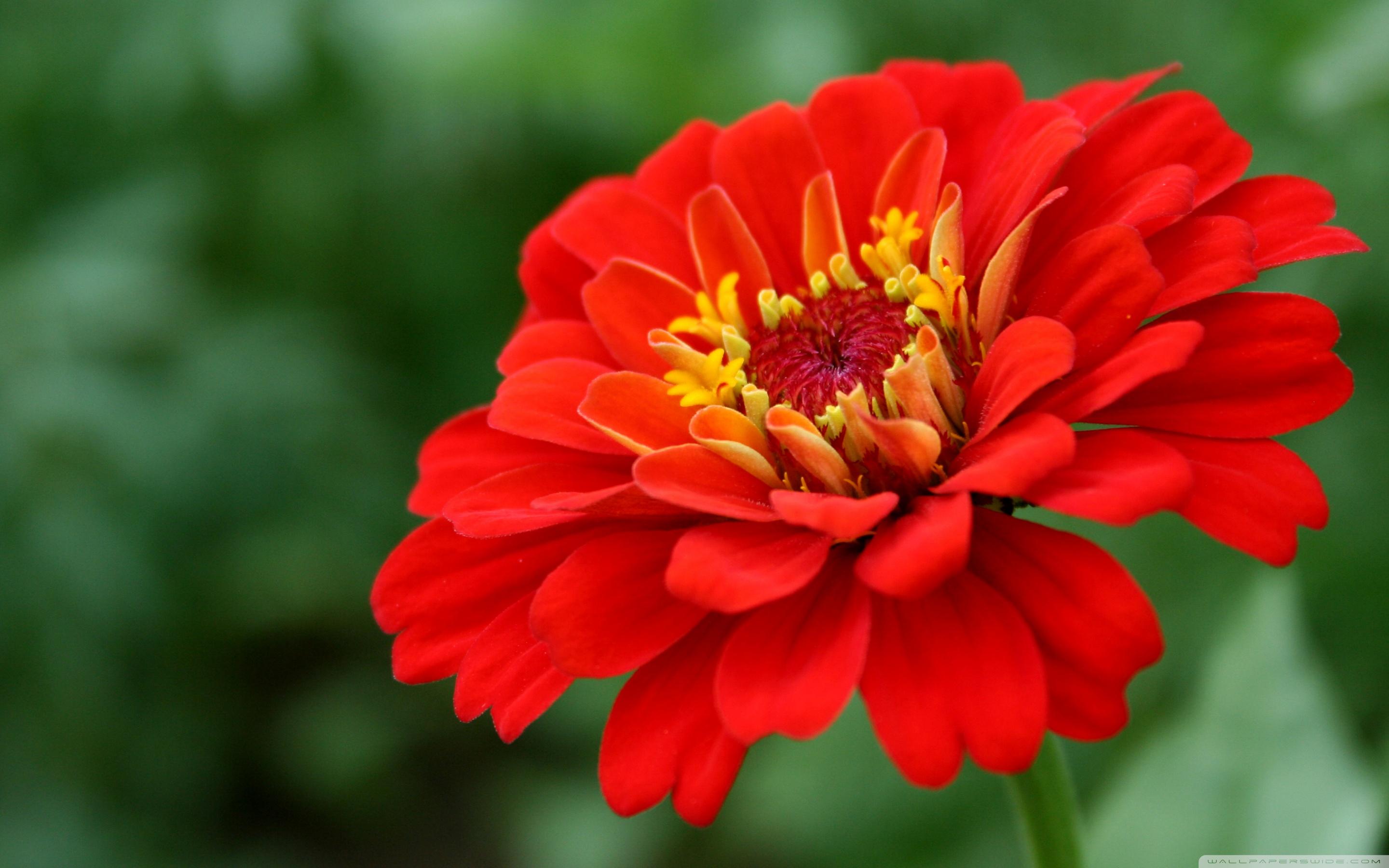 Zinnia Wallpapers Wallpaper Cave