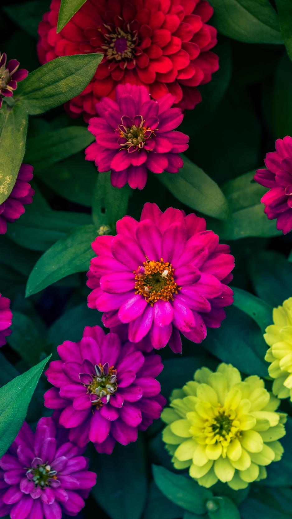 Zinnia Wallpapers Wallpaper Cave