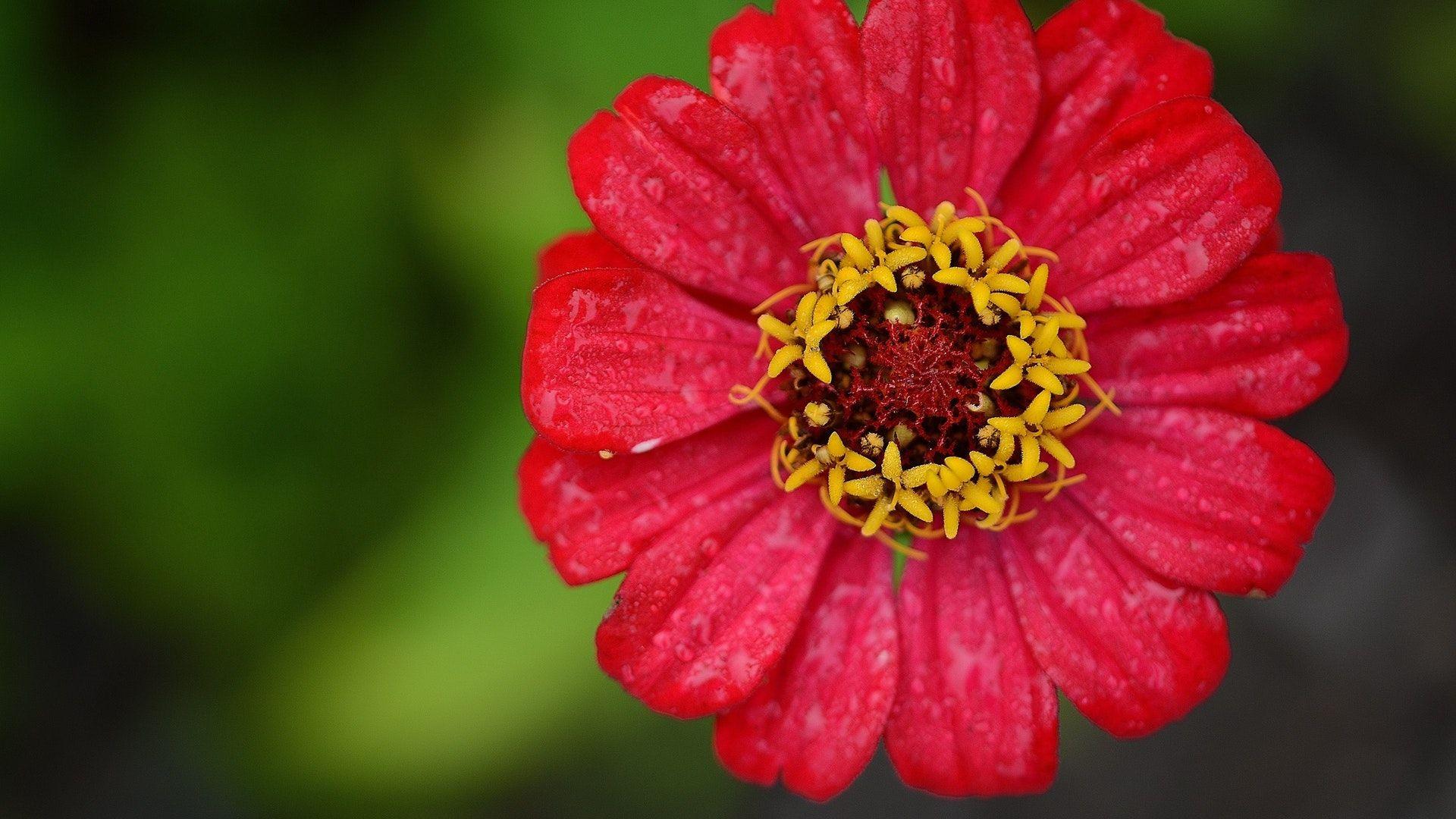 Zinnia Wallpapers Wallpaper Cave