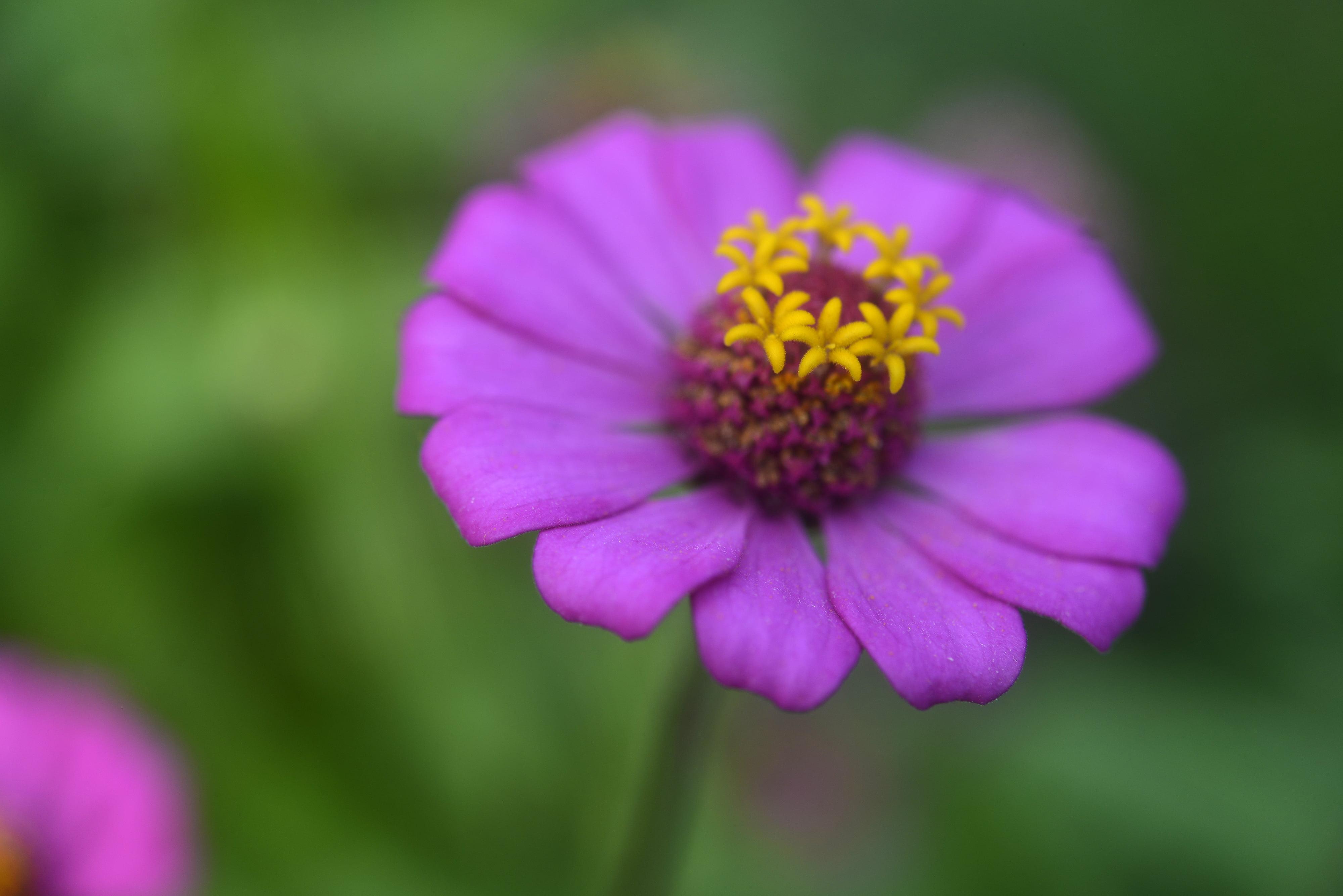 Zinnia Wallpapers Wallpaper Cave