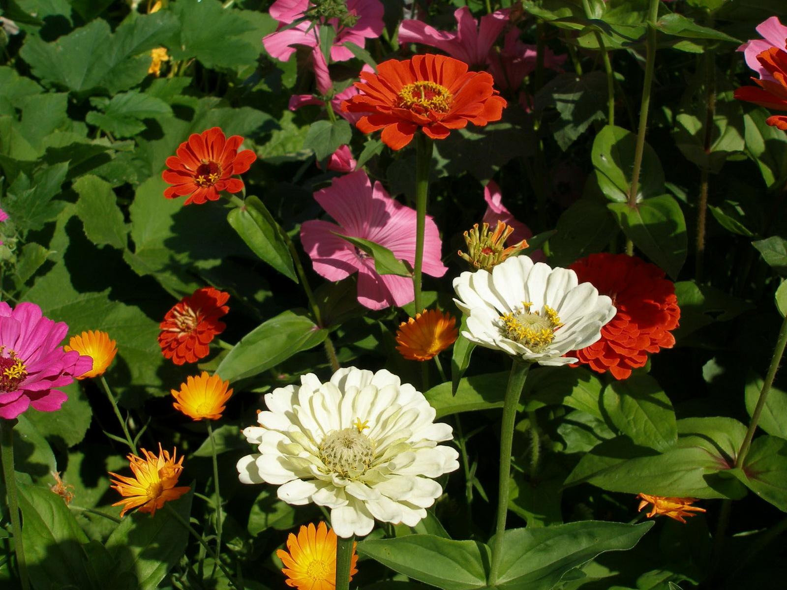 Zinnia Wallpapers Wallpaper Cave