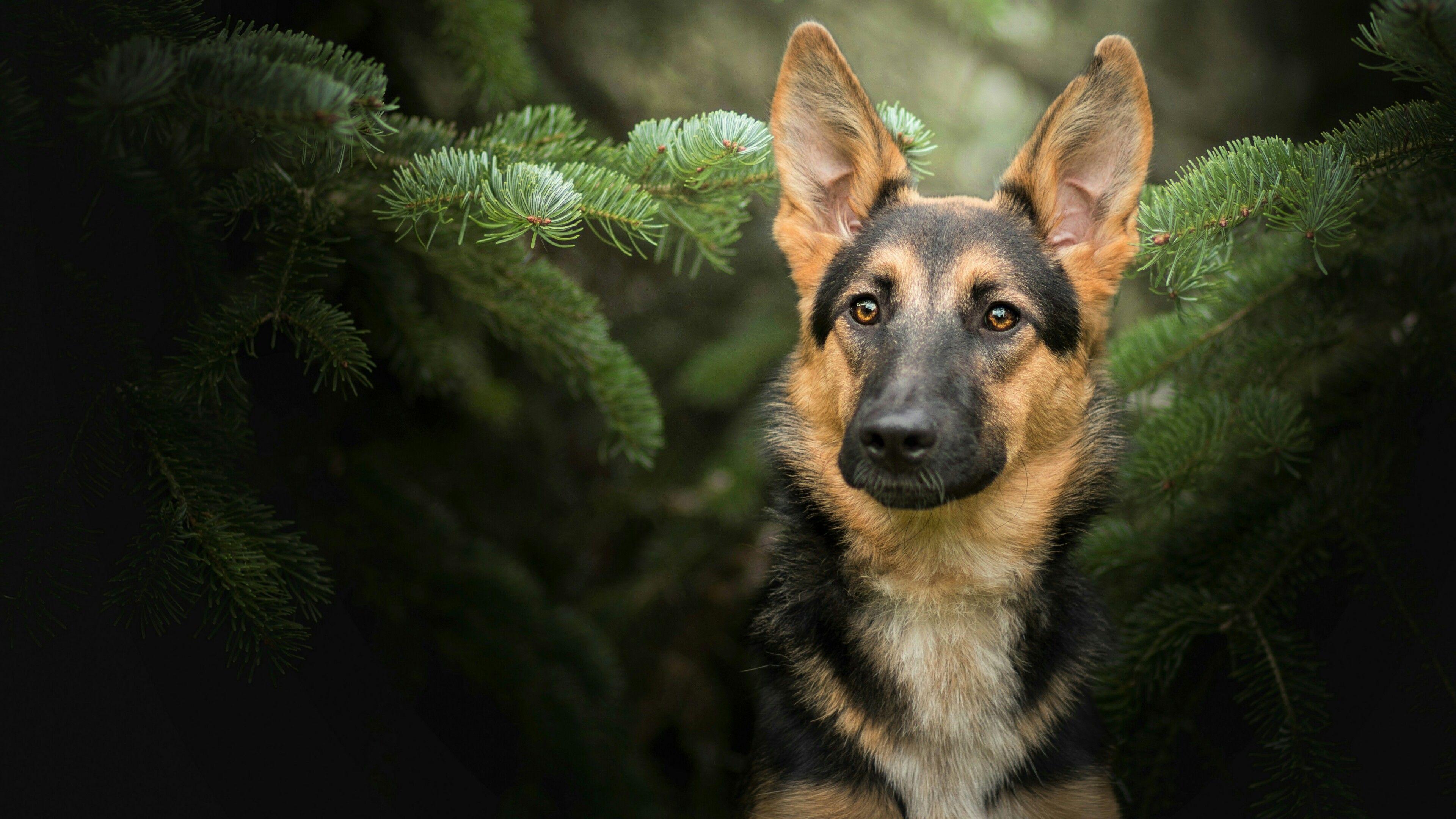 German Shepherd Desktop Wallpapers Wallpaper Cave