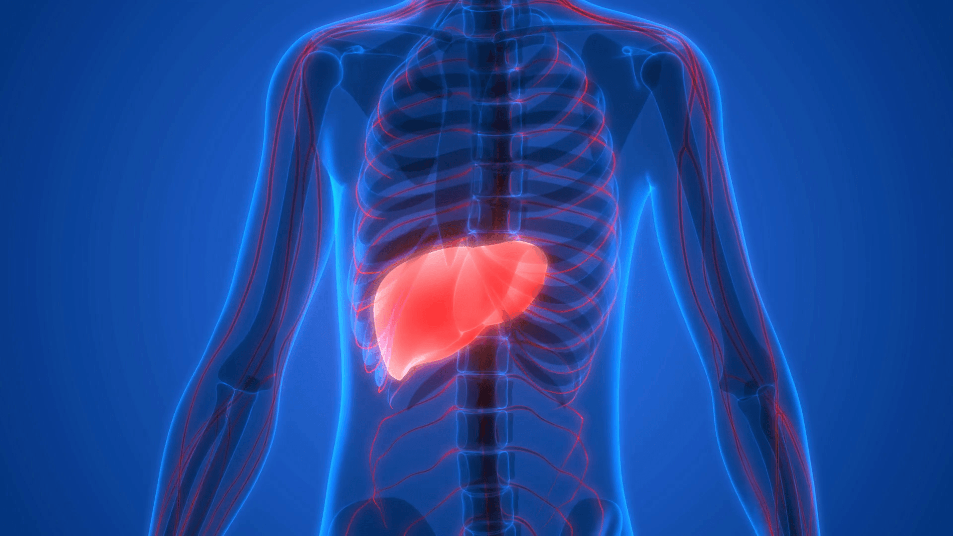 Liver Organ Wallpapers Wallpaper Cave