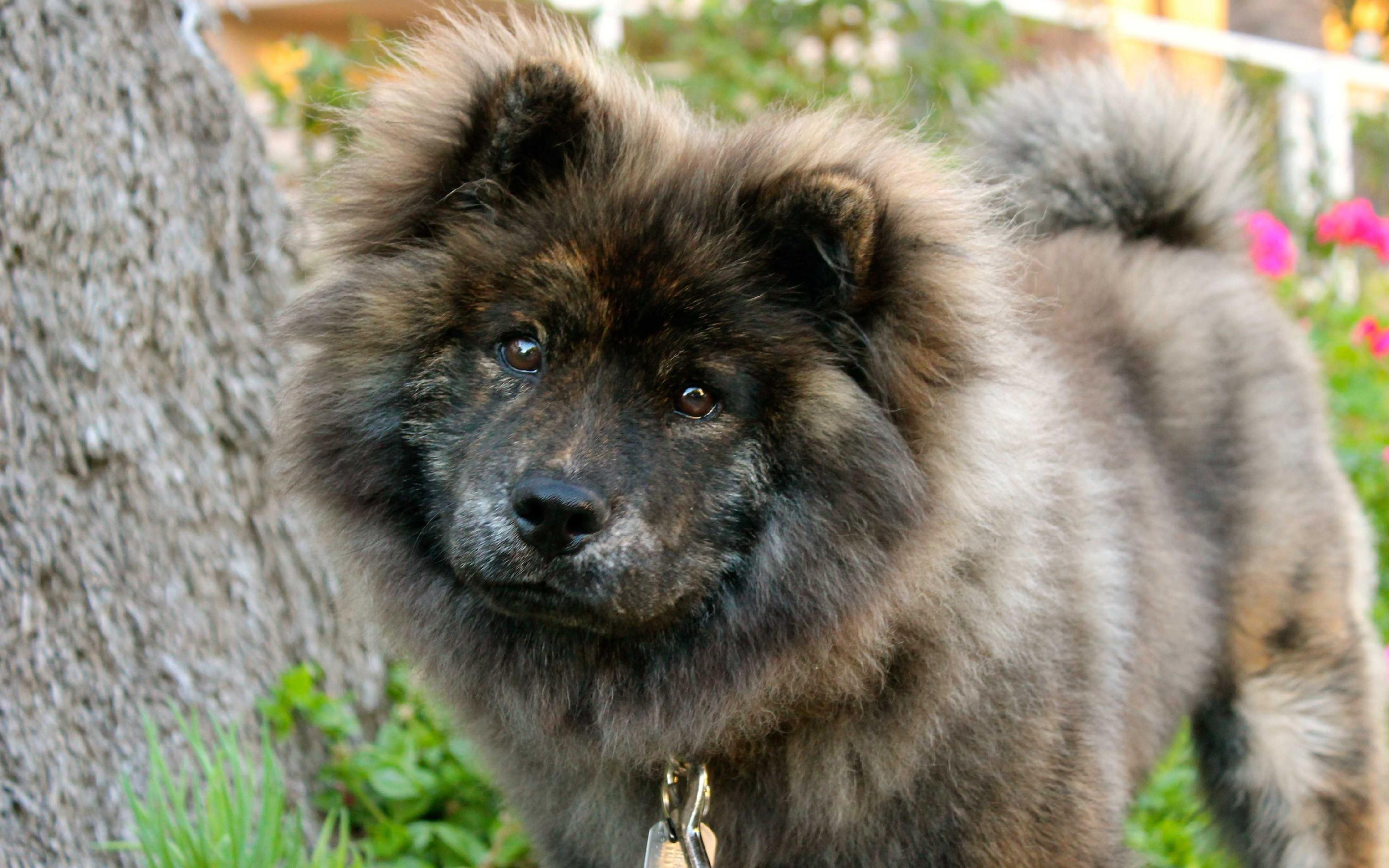 Keeshond Wallpapers Wallpaper Cave
