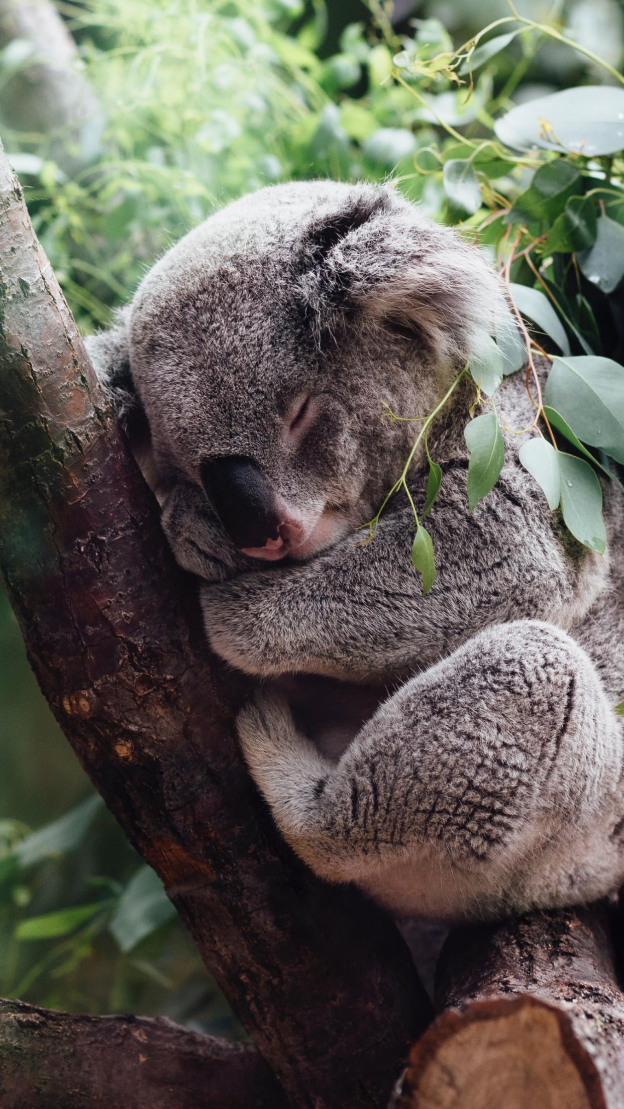 Koala Bear For Phone Wallpapers Wallpaper Cave