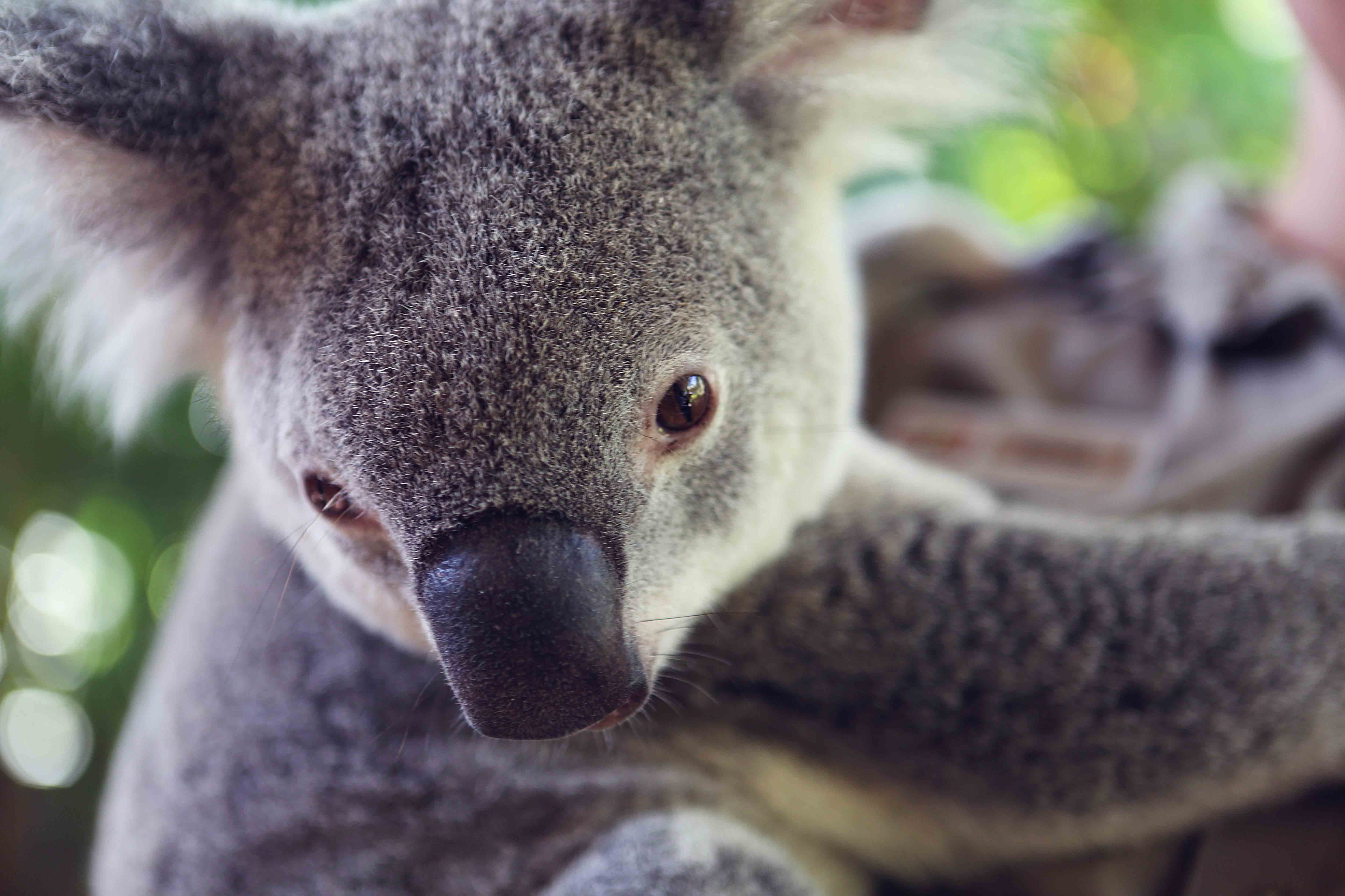 Koala Bear Wallpapers Wallpaper Cave