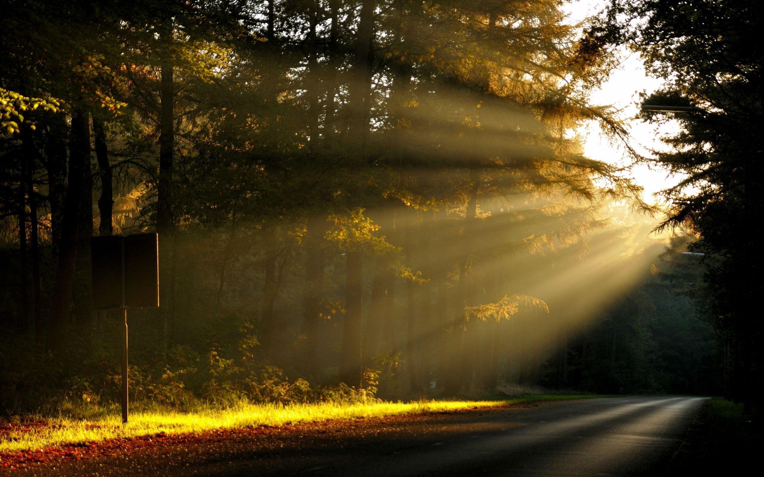 Forest Sun Rays Wallpapers Wallpaper Cave