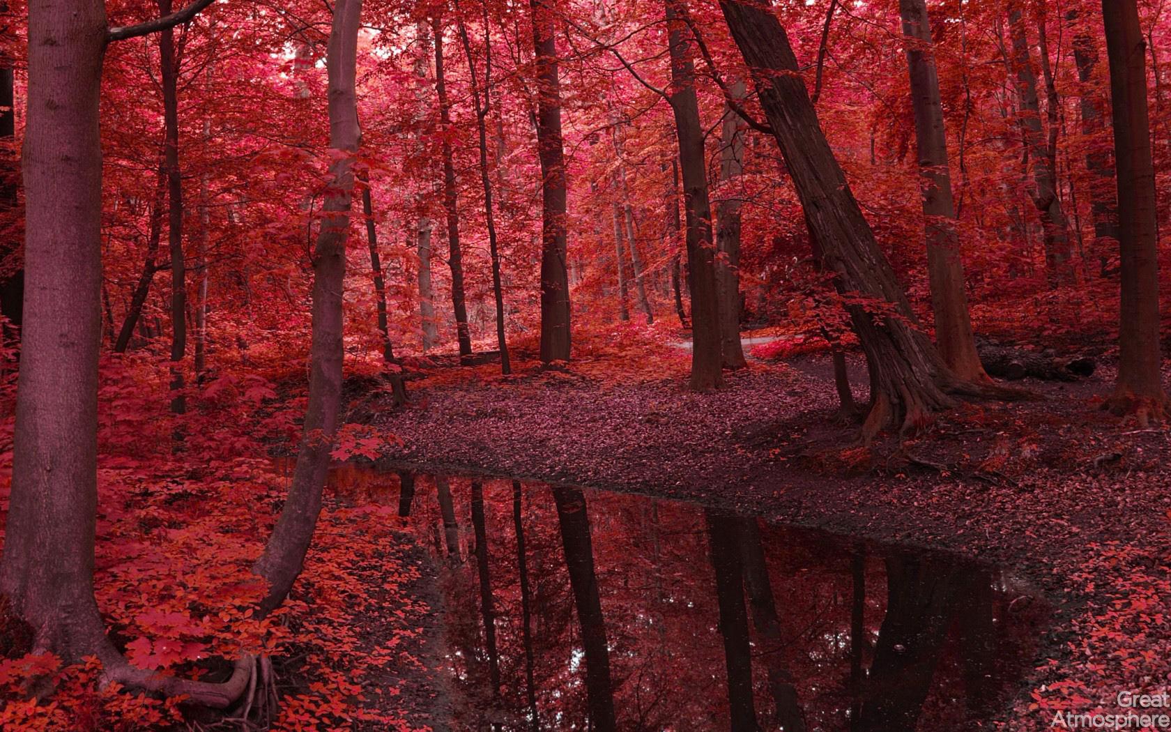 Forest Red Wallpapers Wallpaper Cave