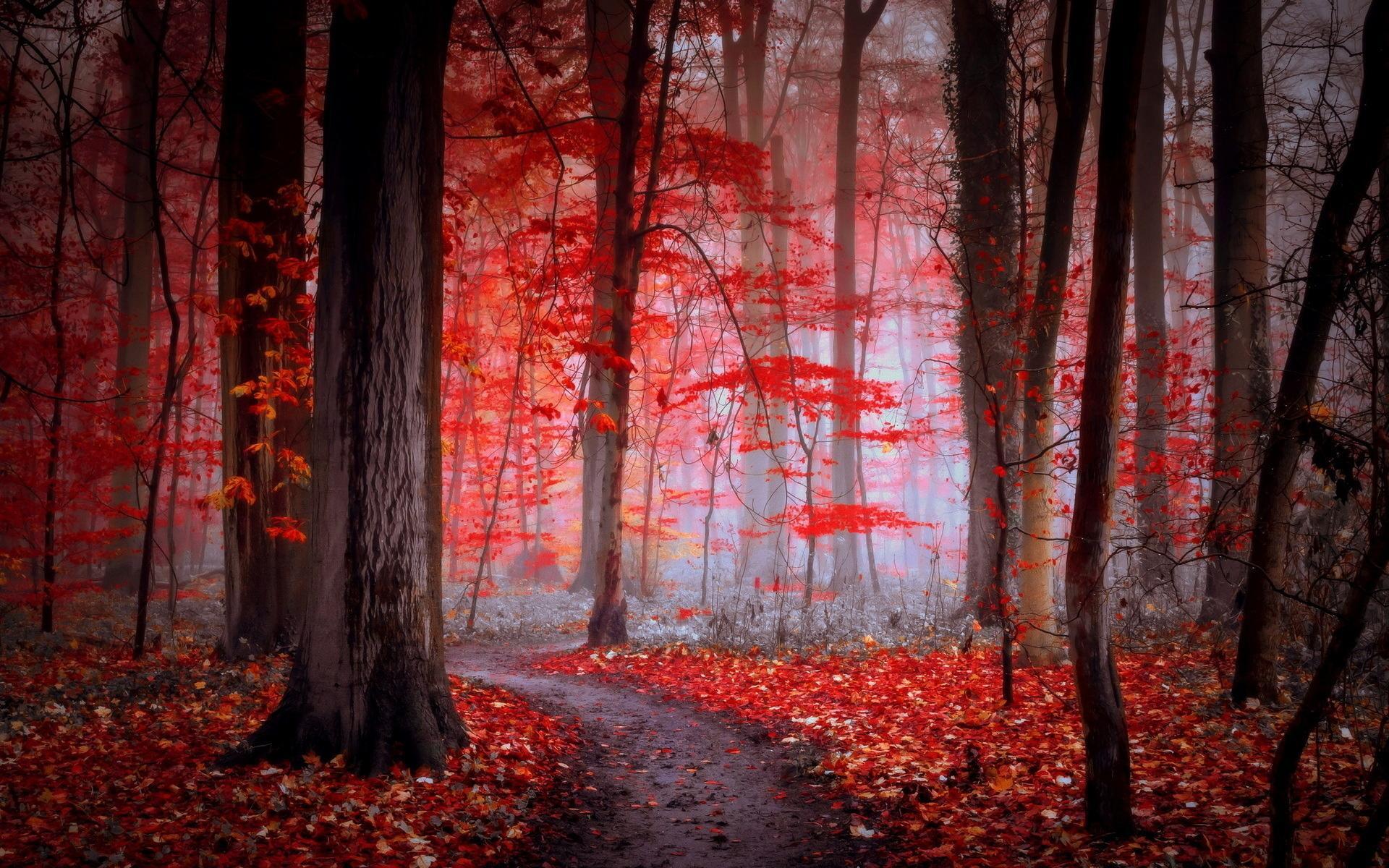 Forest Red Wallpapers Wallpaper Cave