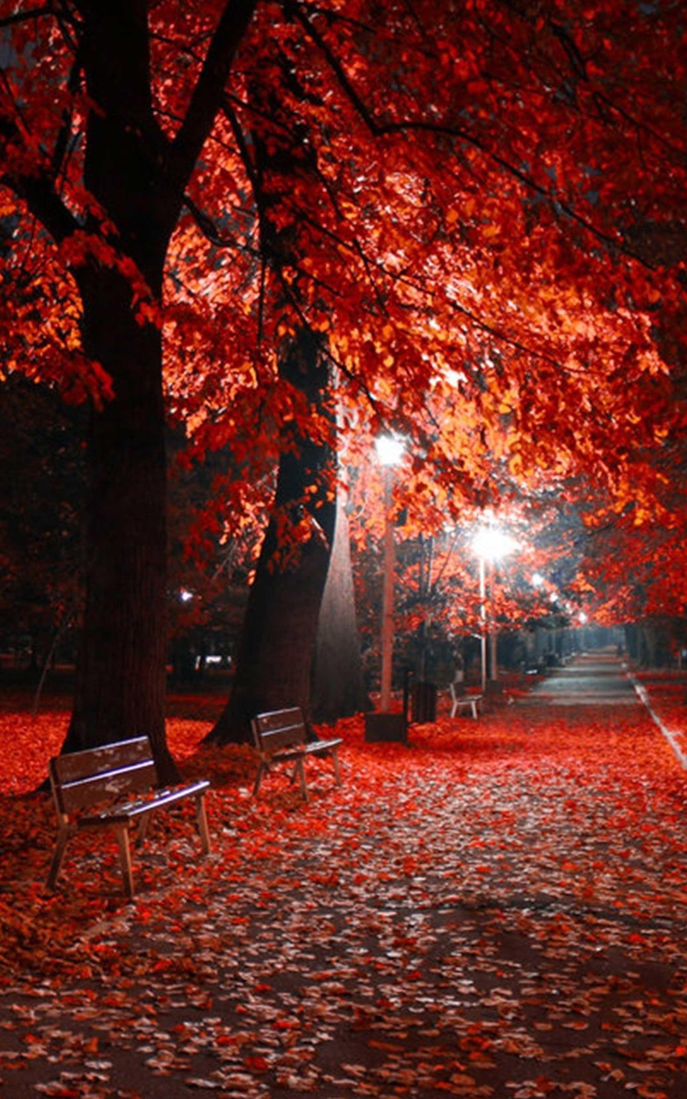 Red Autumn Wallpapers Wallpaper Cave