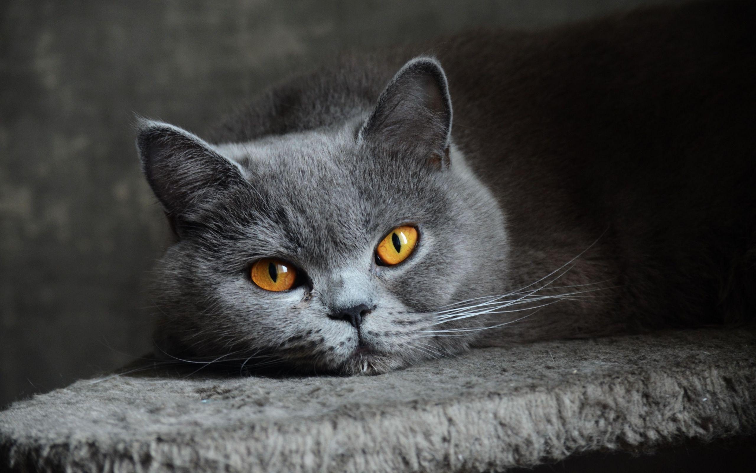 British Shorthair Wallpapers Wallpaper Cave