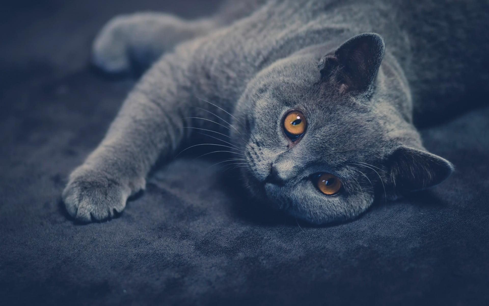 Russian Blue Cat Wallpaper