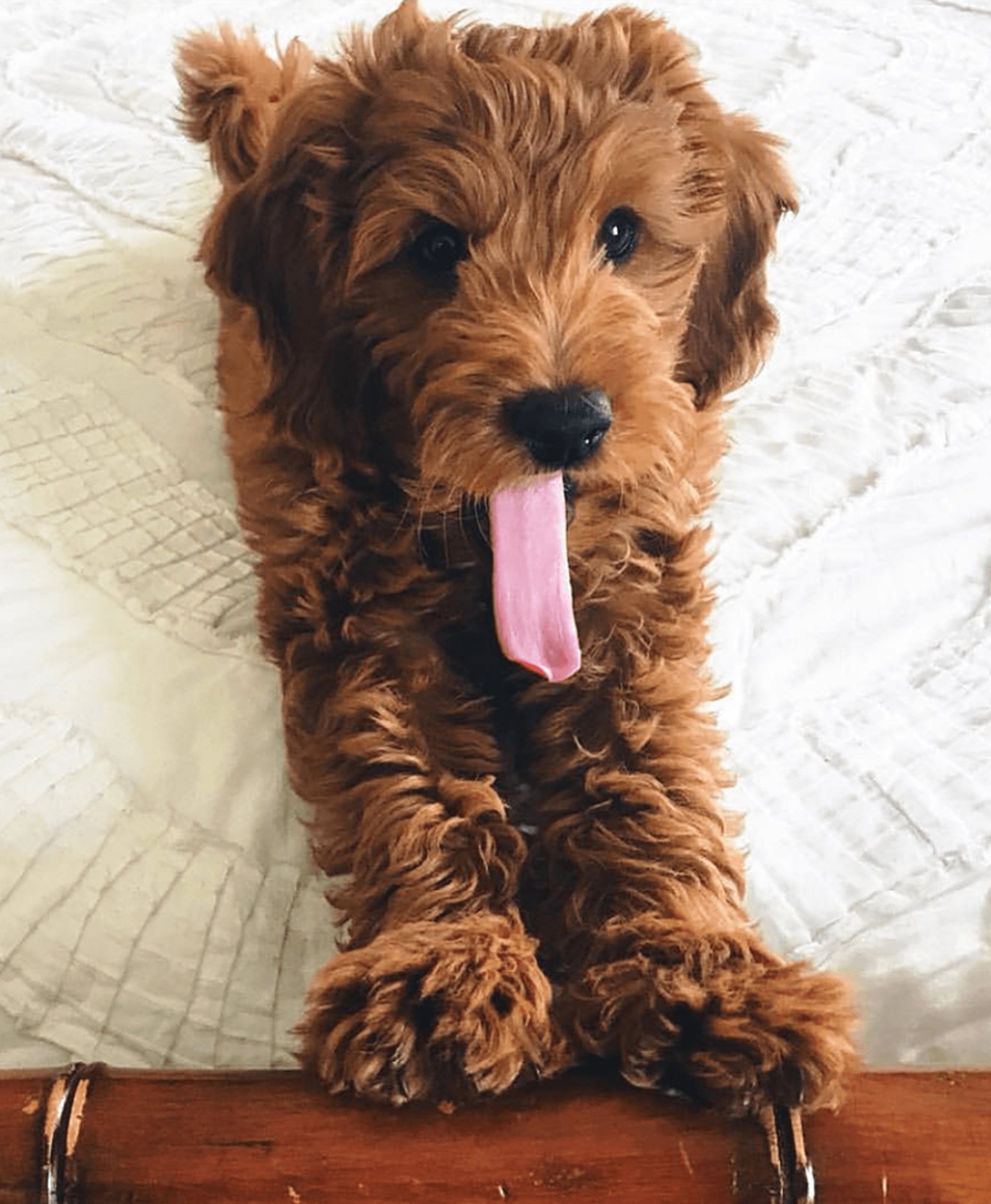 Mini Goldendoodle Wallpapers Wallpaper Cave